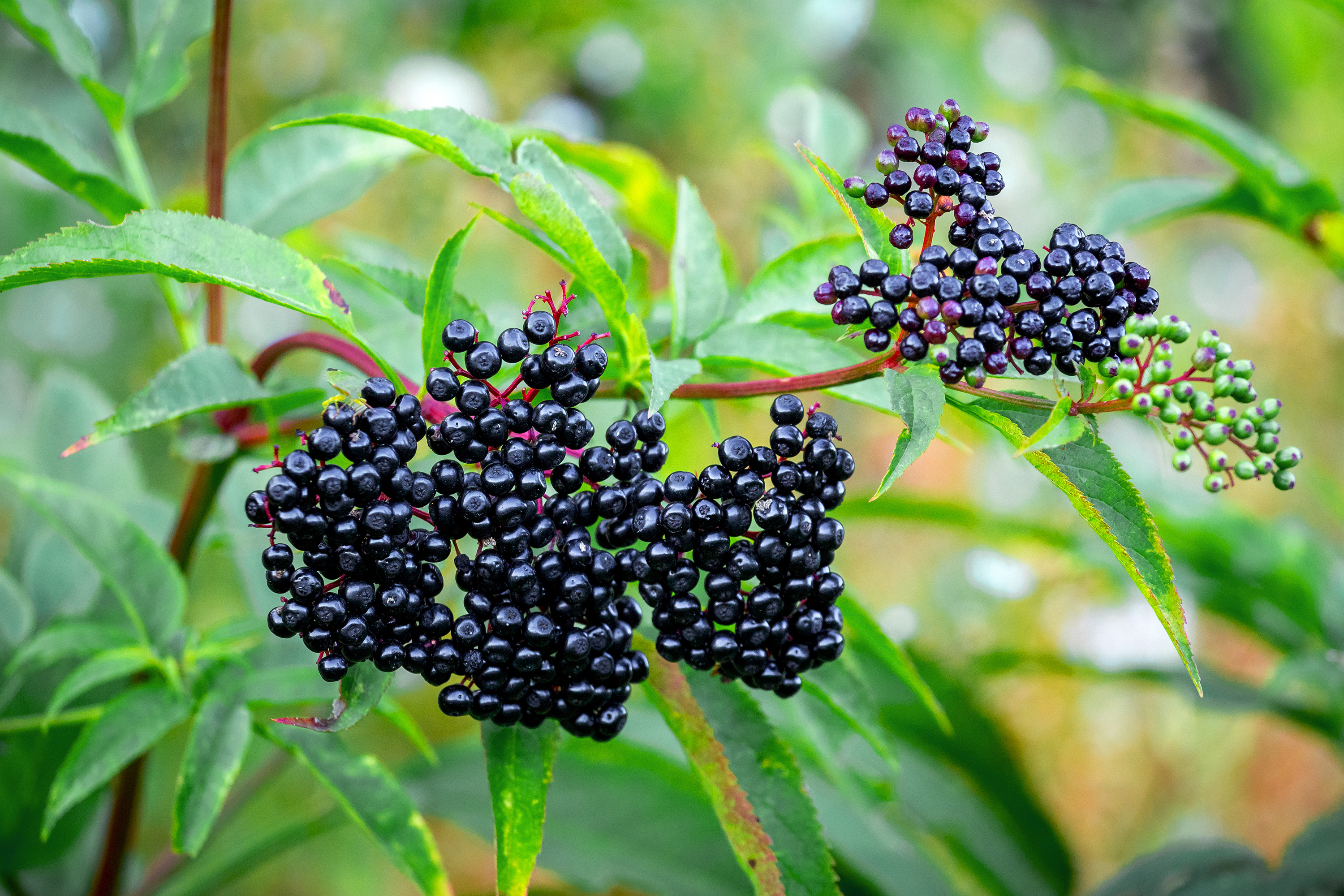 Sirop de baies de sureau - Plantes Sauvages Comestibles