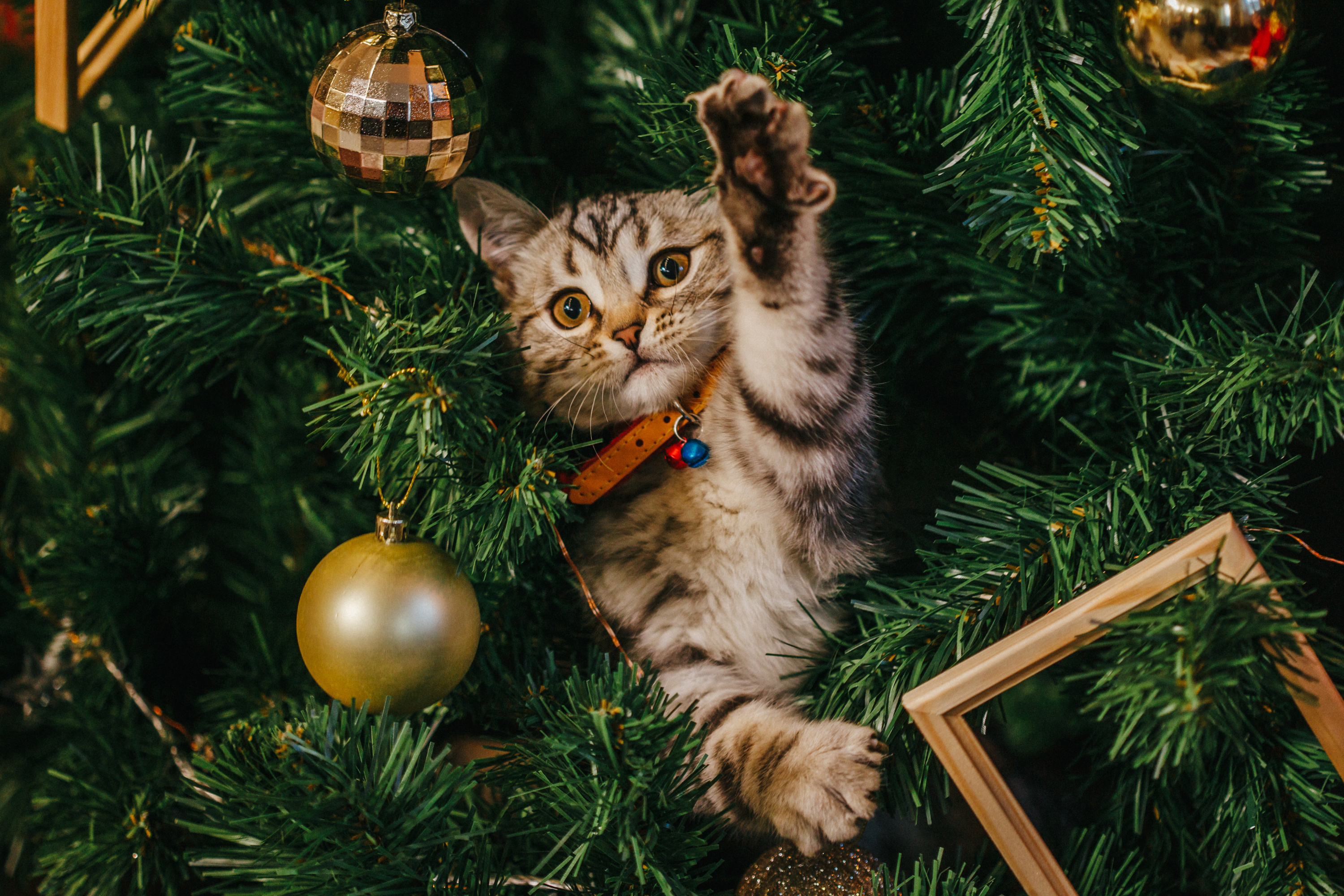 Noël : comment protéger son sapin des assauts de son chat ?