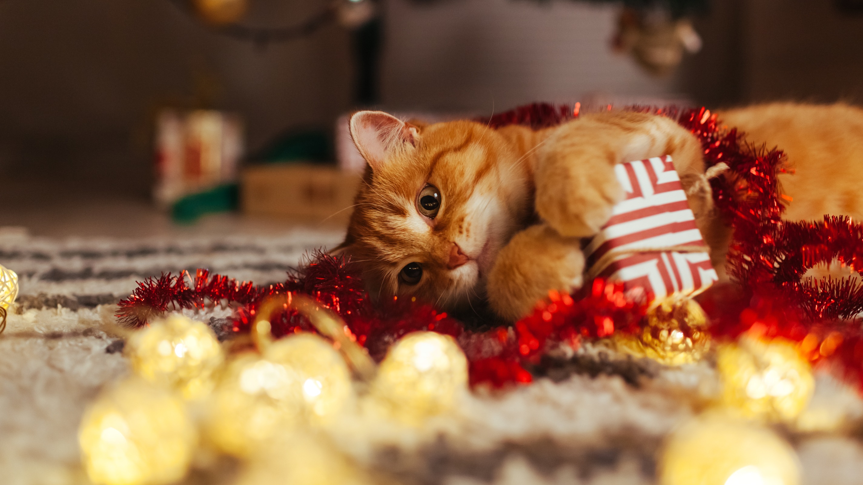 Jouet pour chat : nos idées de cadeaux de Noël pour les chats