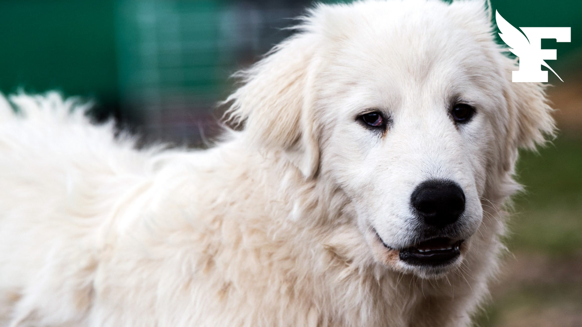 Mordue par un chien au refuge de Villeneuve-Saint-Germain, sa vie