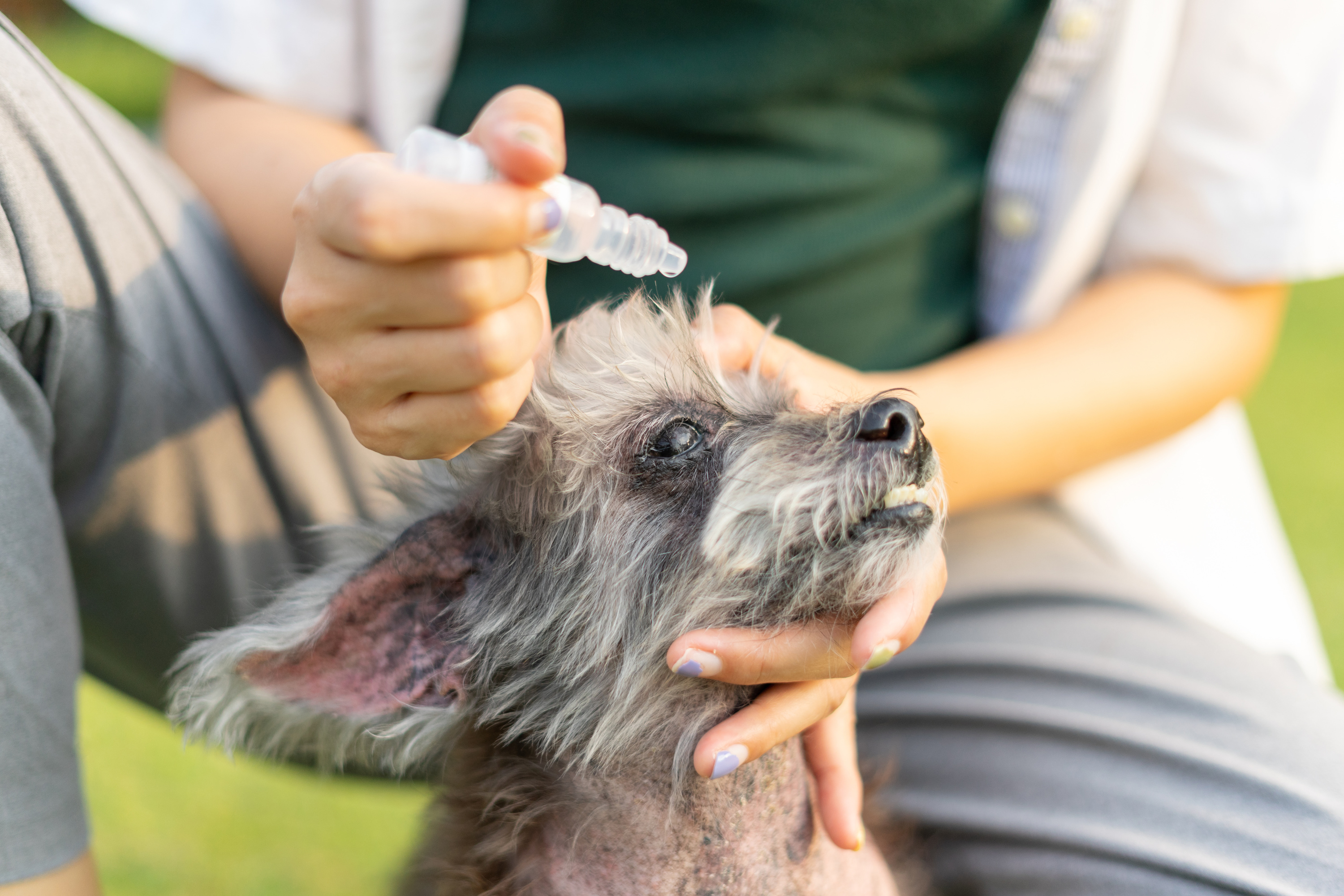 Nettoyer les oreilles du chien : conseils et astuces