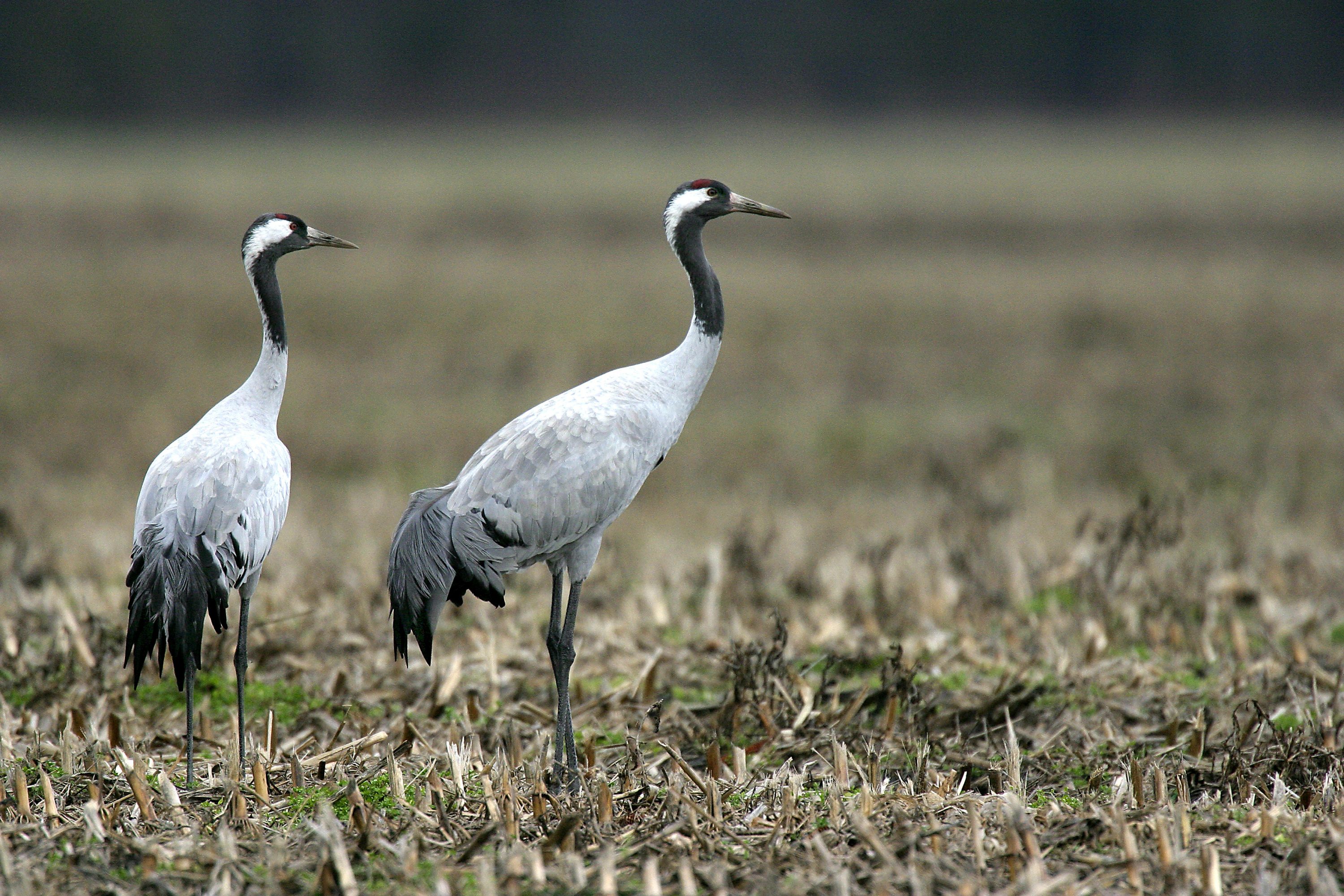 Quels sont les oiseaux migrateurs qui font tape en France