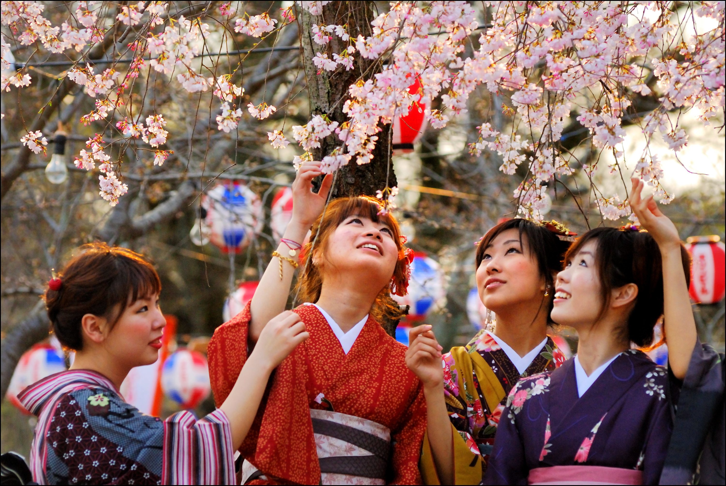 Vous voulez voir les cerisiers au Japon ? On sait (enfin) quand commence la  floraison en 2024