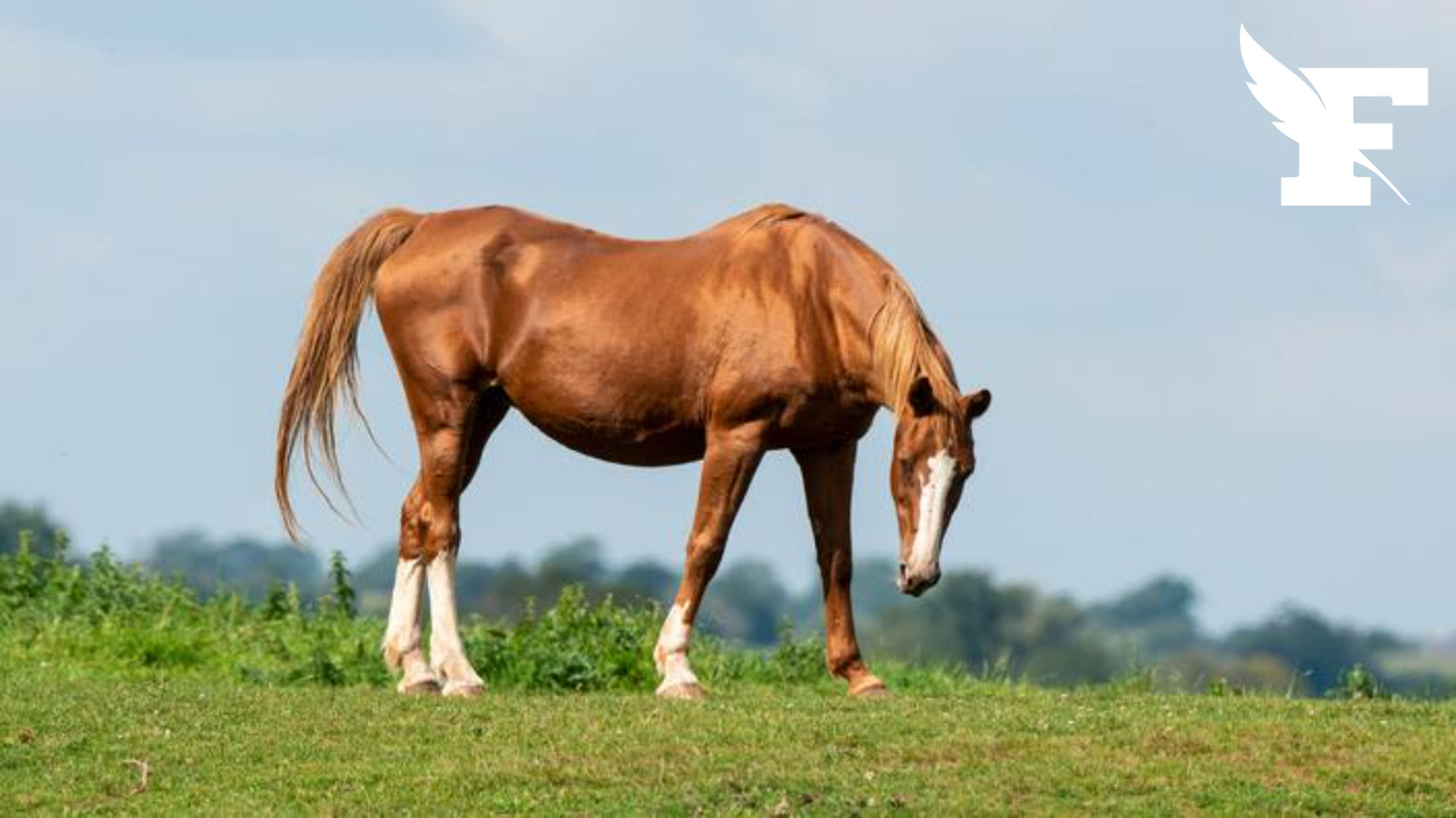On imagine le pire ! : en Gironde, deux chevaux disparaissent mystérieusement en deux semaines