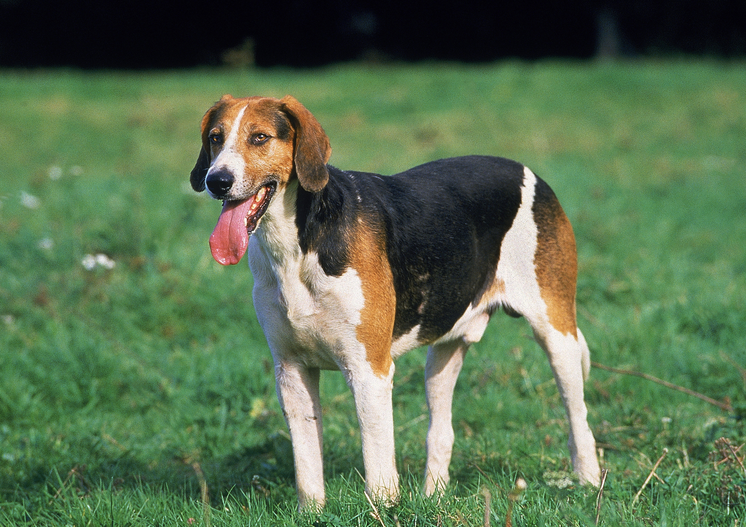 Ardèche : la coopérative agricole à l’origine de la mort de sept chiens de chasse porte plainte contre les propriétaires