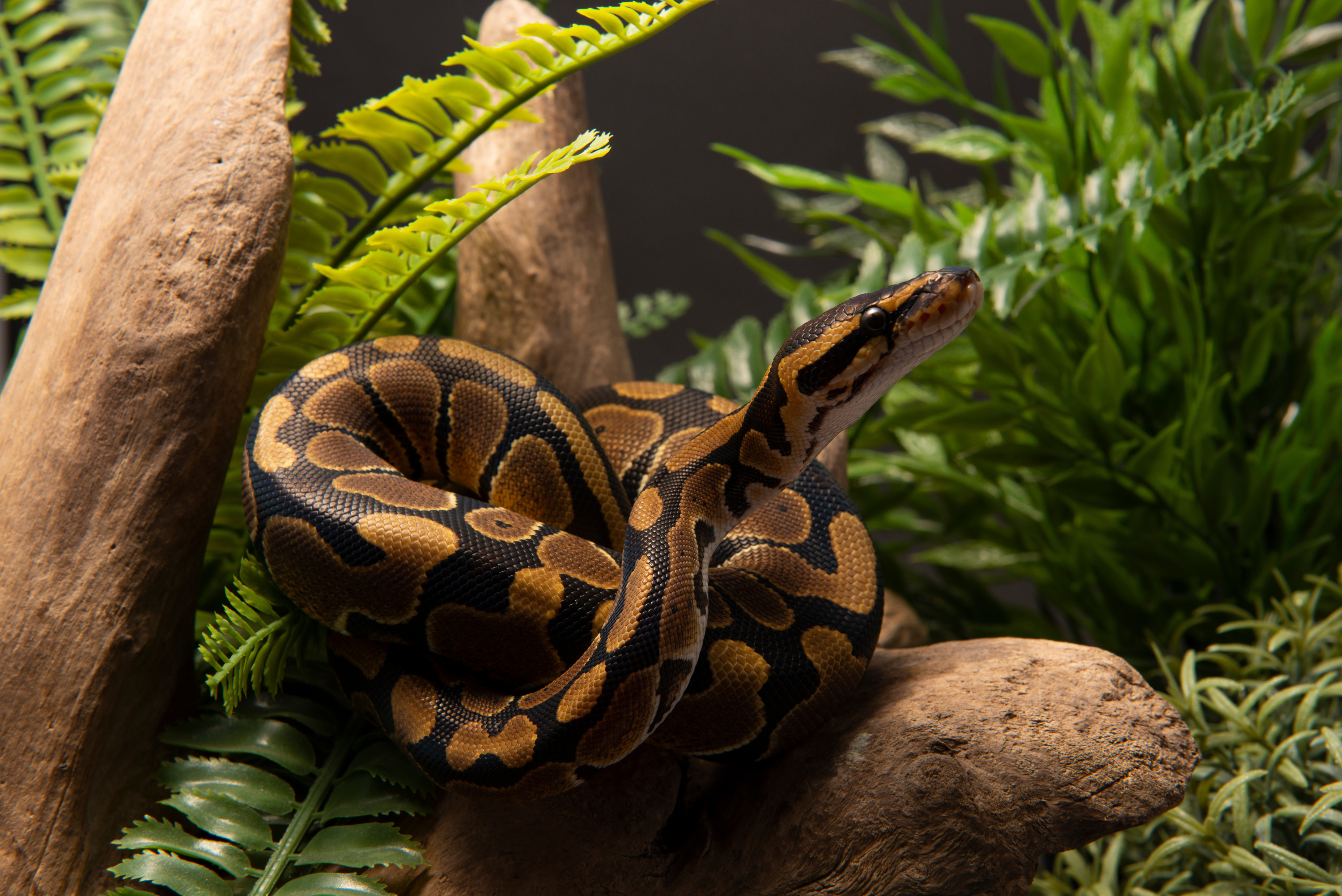 Manche des chasseurs trouvent un boa constrictor en pleine nature