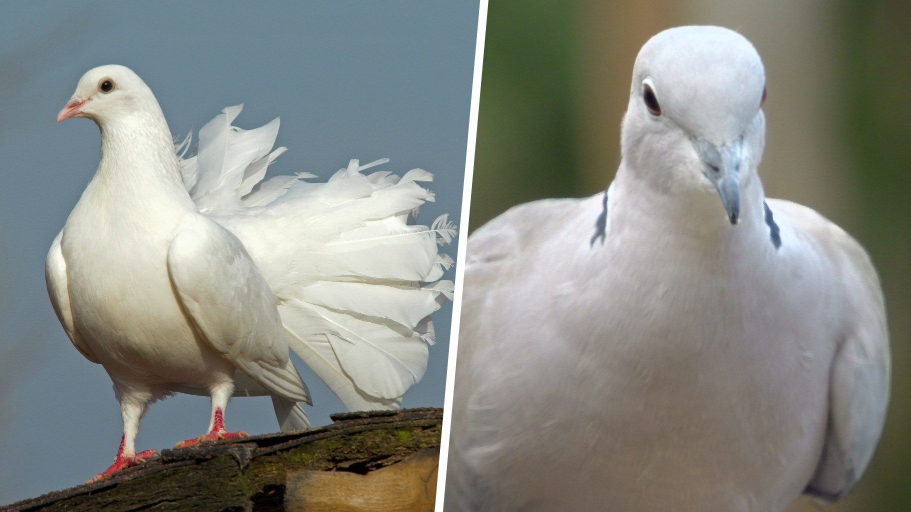 Quelles différences entre une colombe et une tourterelle ?