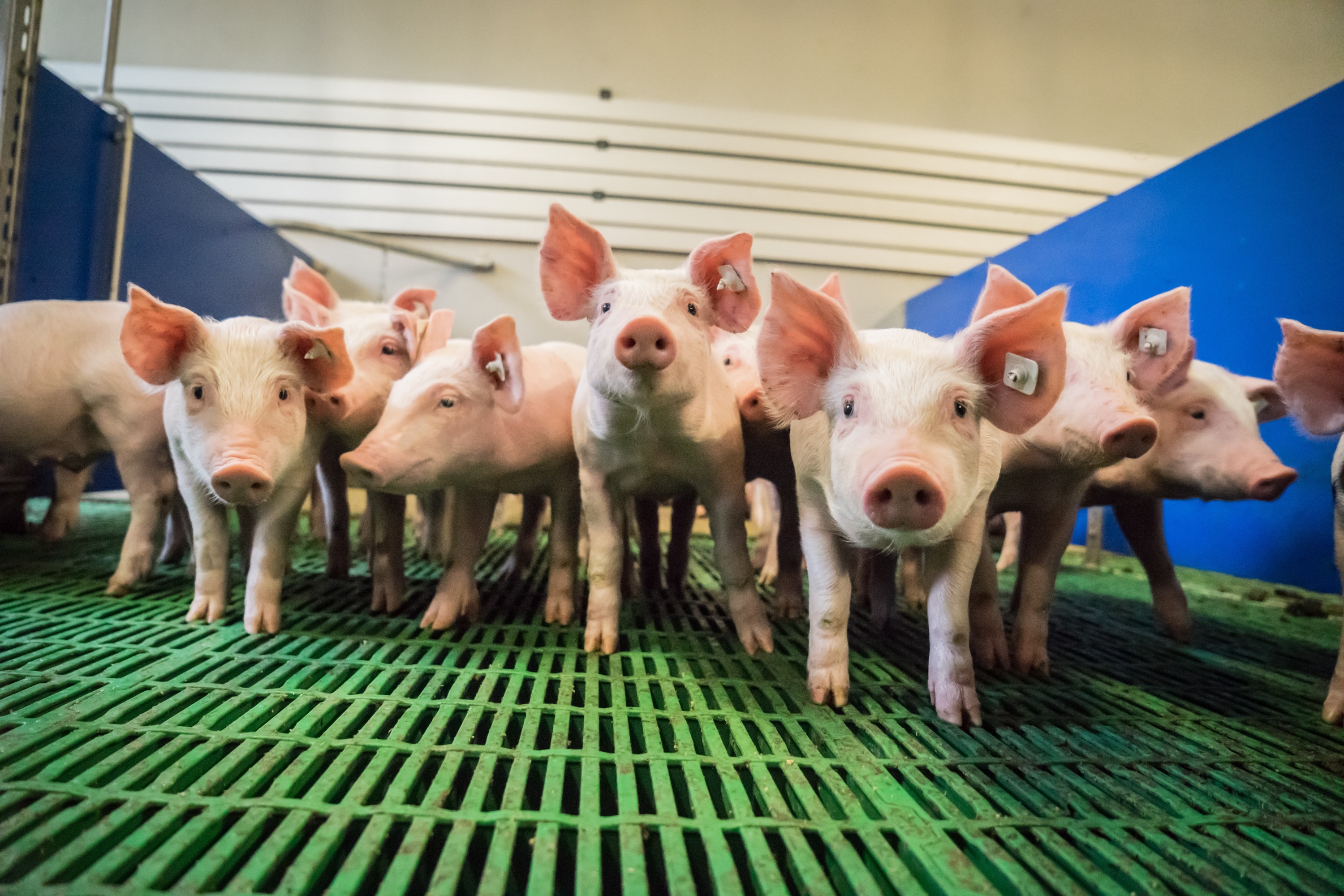 Maltraitance animale : de lourdes amendes infligées contre un important élevage porcin breton
