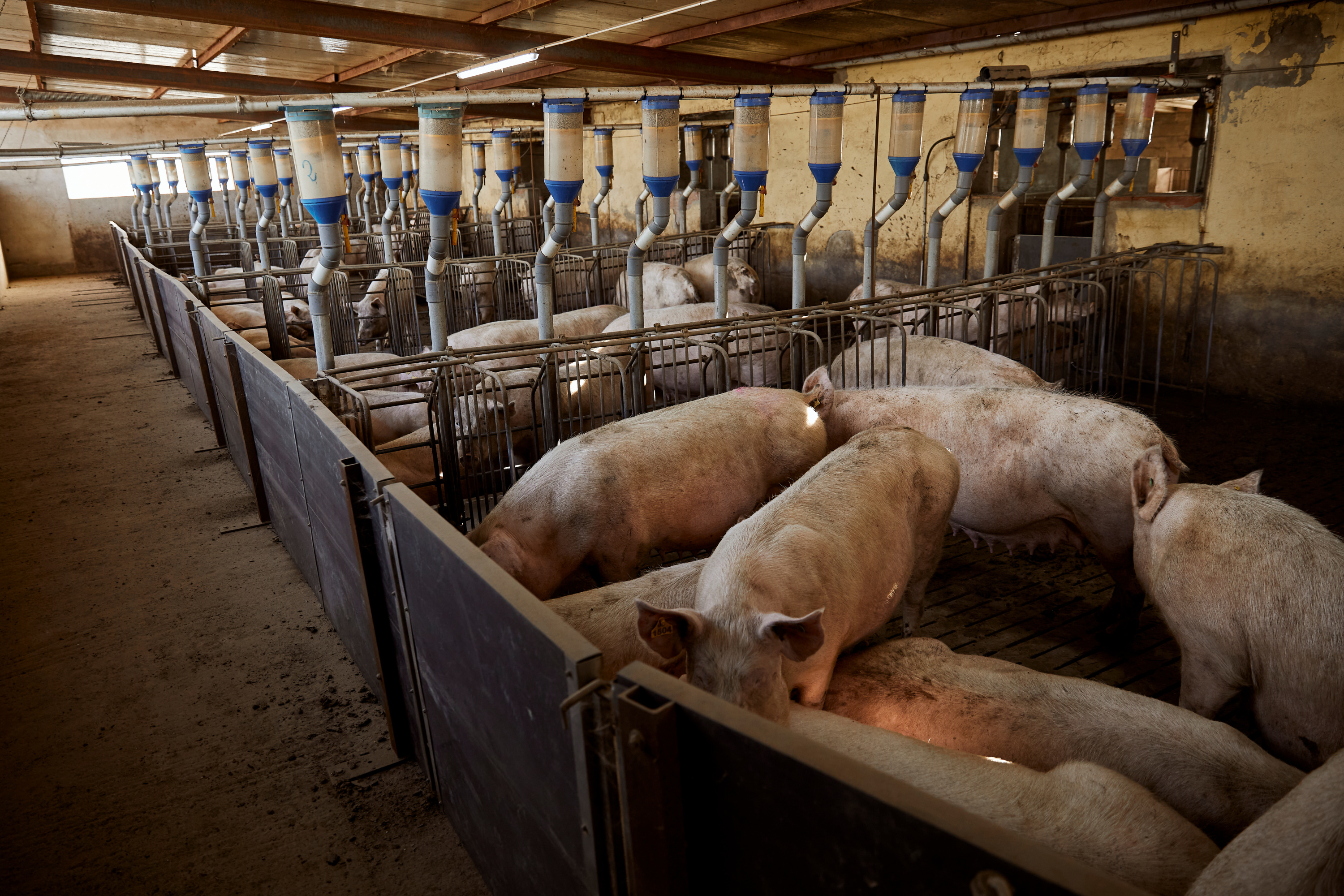 Un élevage de porcs touché par la maladie d’Aujeszky dans le Tarn-et-Garonne