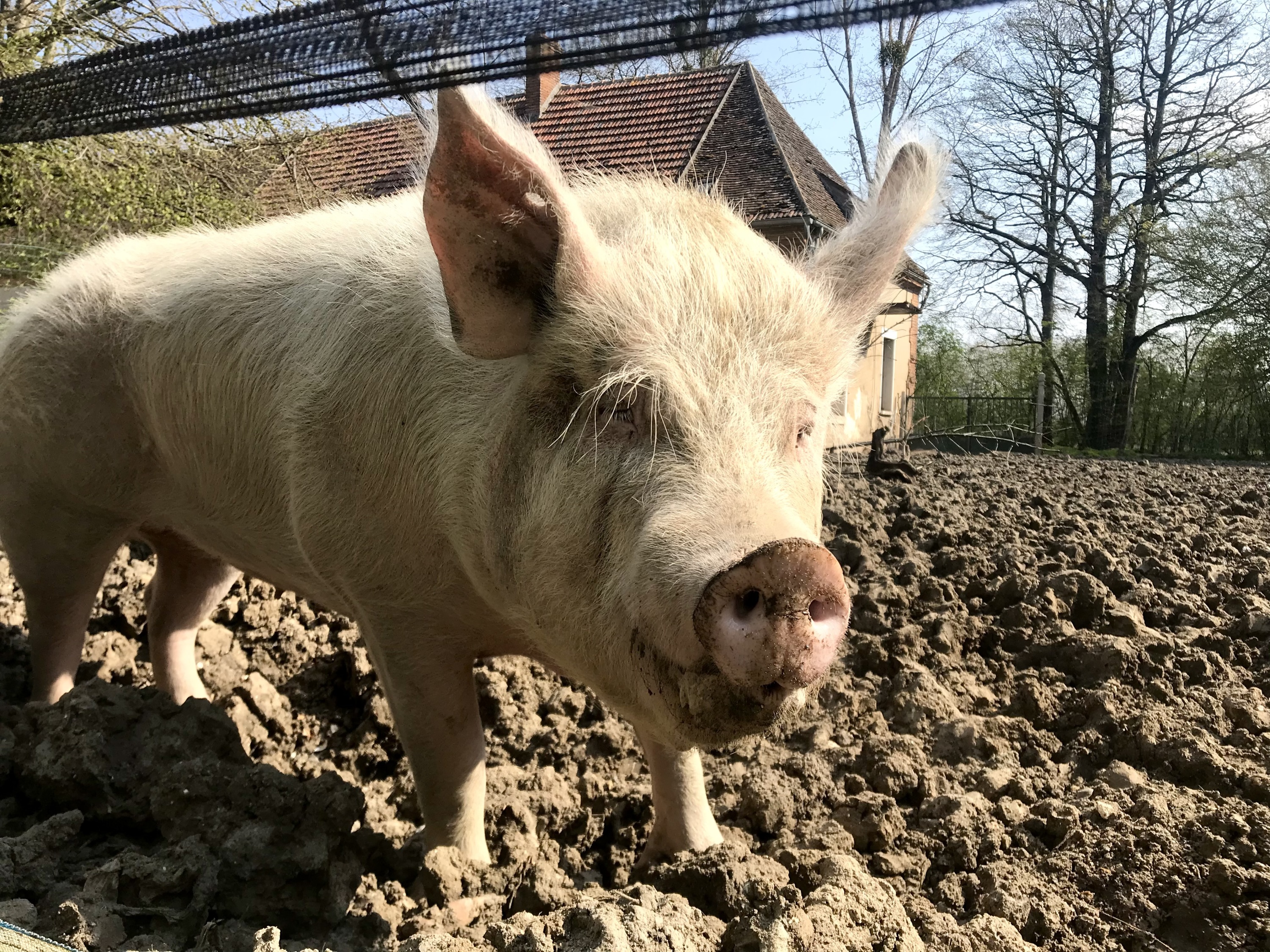 Vous aimeriez avoir des cochons à votre porte ? : un élevage fermier sème la discorde dans la campagne girondine