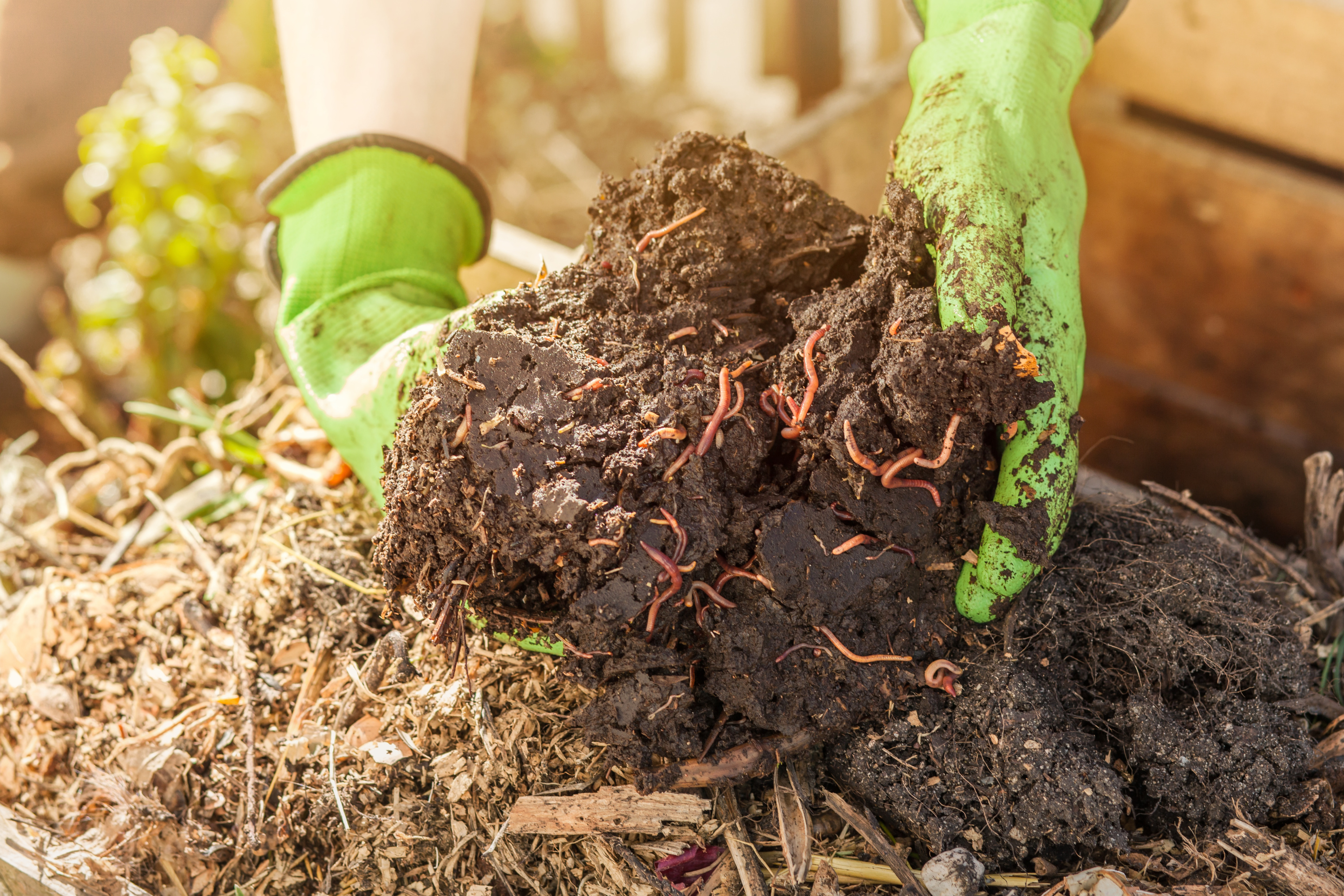 Comment utiliser le compost au jardin ?