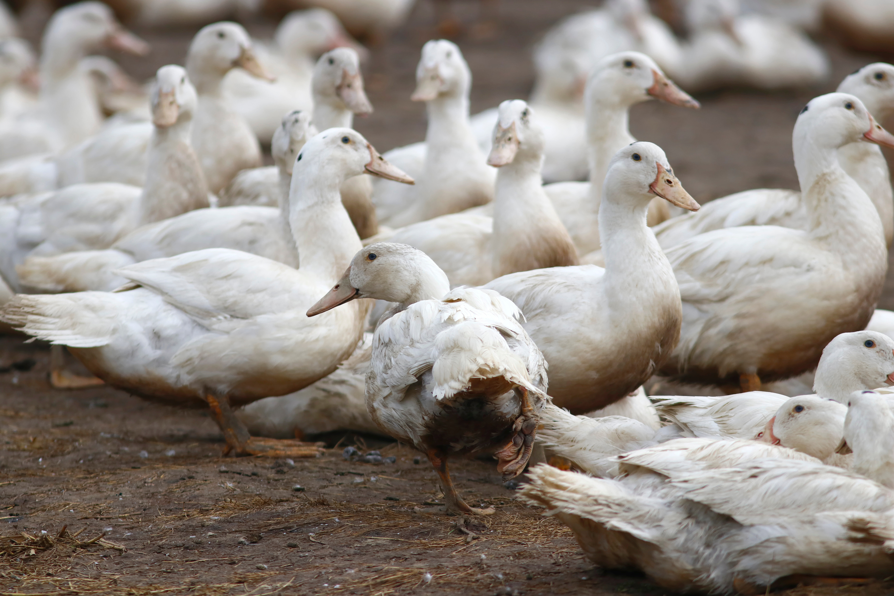 Grippe aviaire: la filière foie gras sort doucement la tête de l’eau