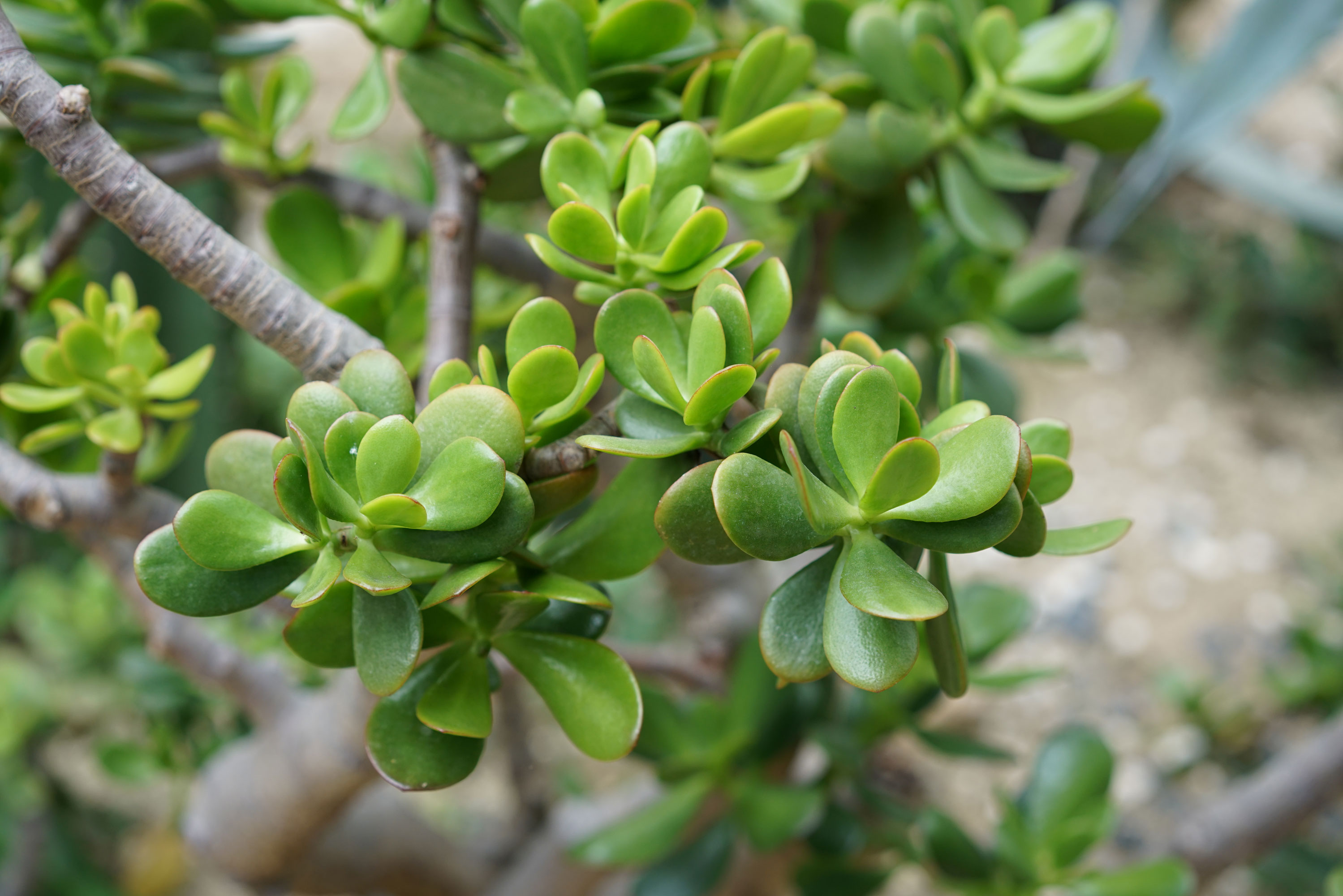 L'arbre de Jade : plantation, arrosage et entretien