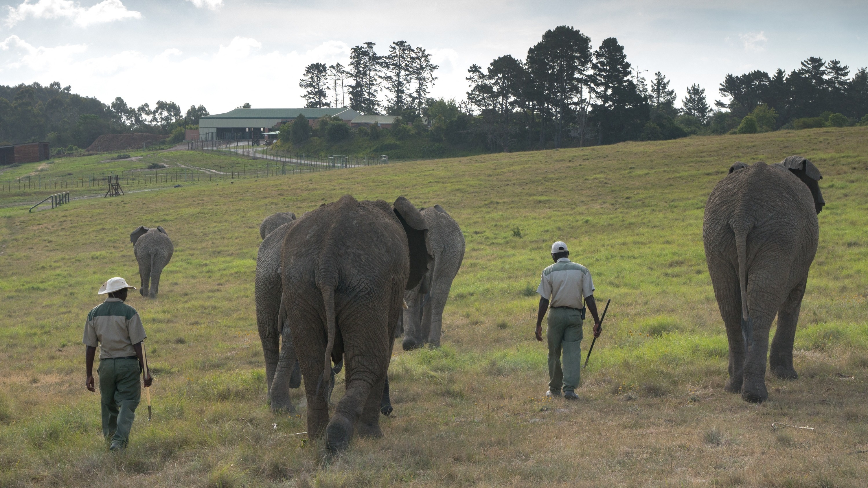Afrique du Sud: faut-il sauver la dernière éléphante de la forêt de Knysna ?
