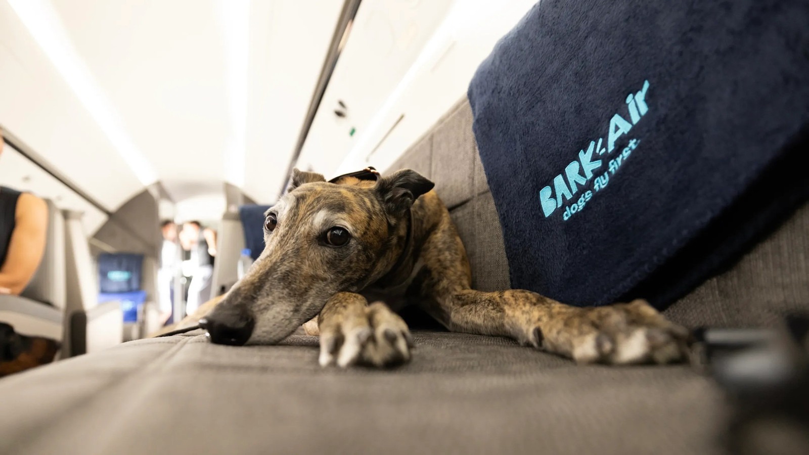 Dogs fly first : une nouvelle compagnie aérienne propose de faire voyager les chiens en cabine avec leurs propriétaires