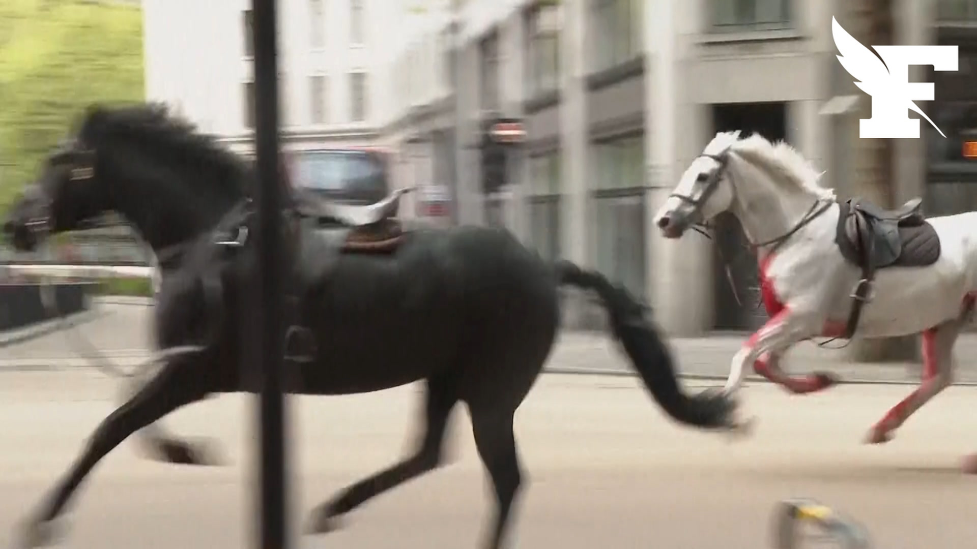 Des chevaux en cavale en plein centre de Londres, dont un couvert de sang