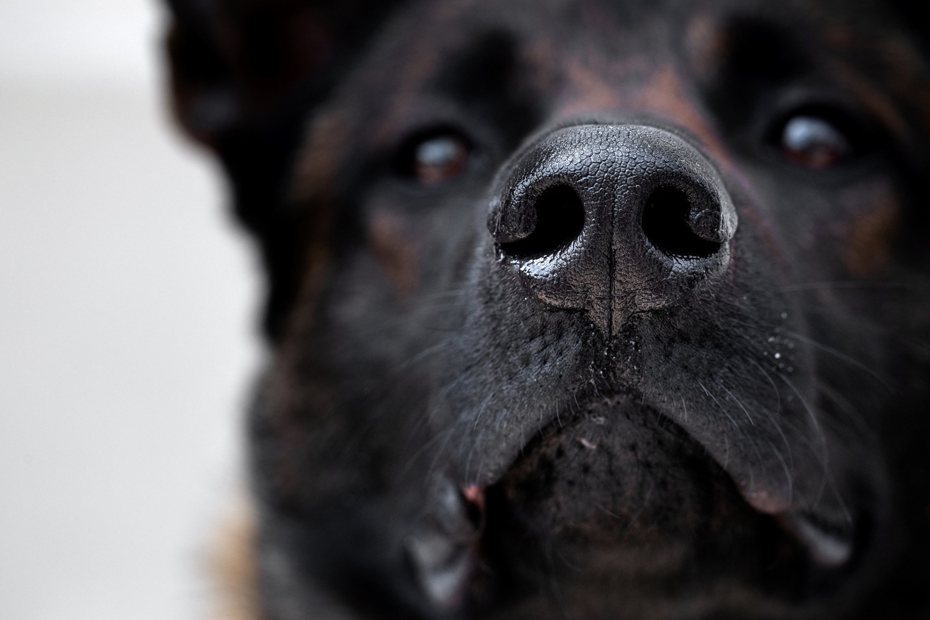 Seine-Saint-Denis : une femme violemment attaquée par deux Malinois, la  victime hospitalisée