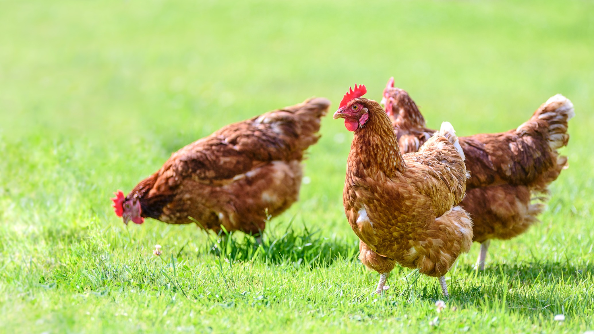 Sauve qui poule : une association prône le retour aux petits élevages de plein air contre les grippes aviaires