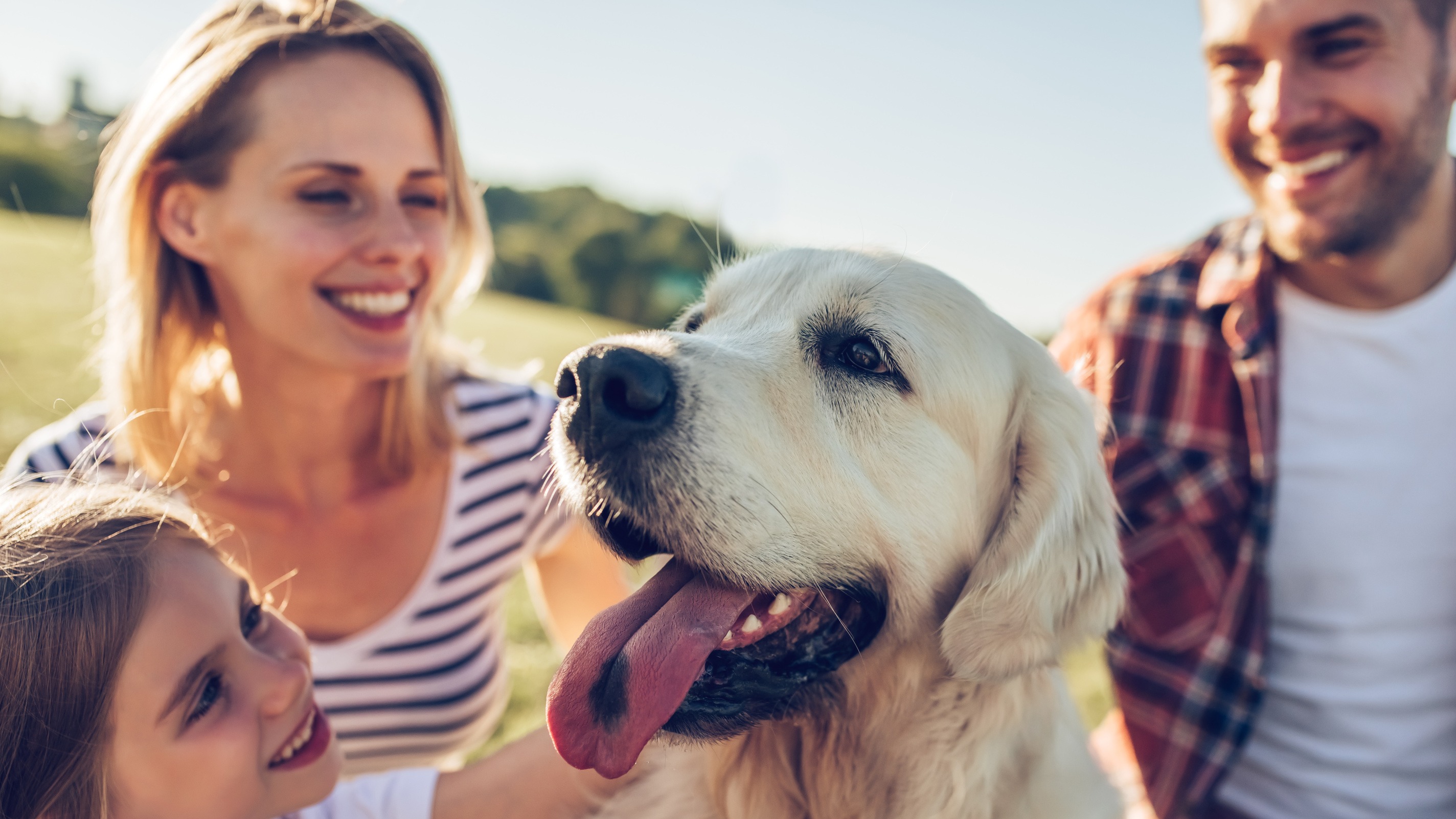 En 2024, les Français sont toujours aussi fans du chien