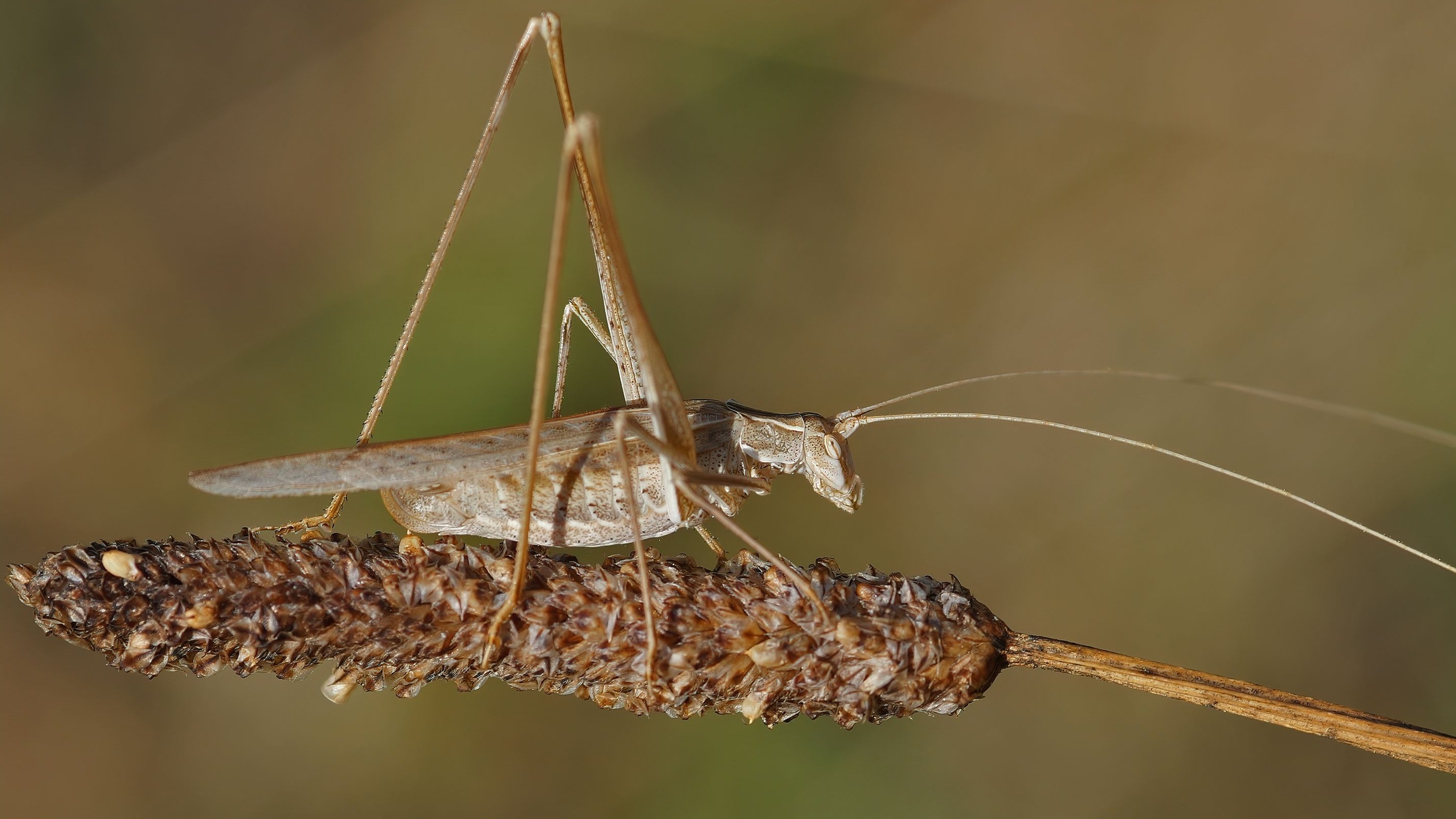 5 insectes volants qui peuvent savérer très nuisibles