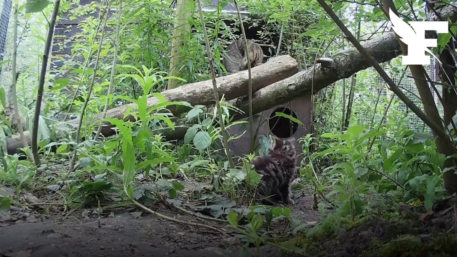 Issus d’une espèce rare et hautement menacée, quatre chatons sauvages sauvés au Royaume-Uni