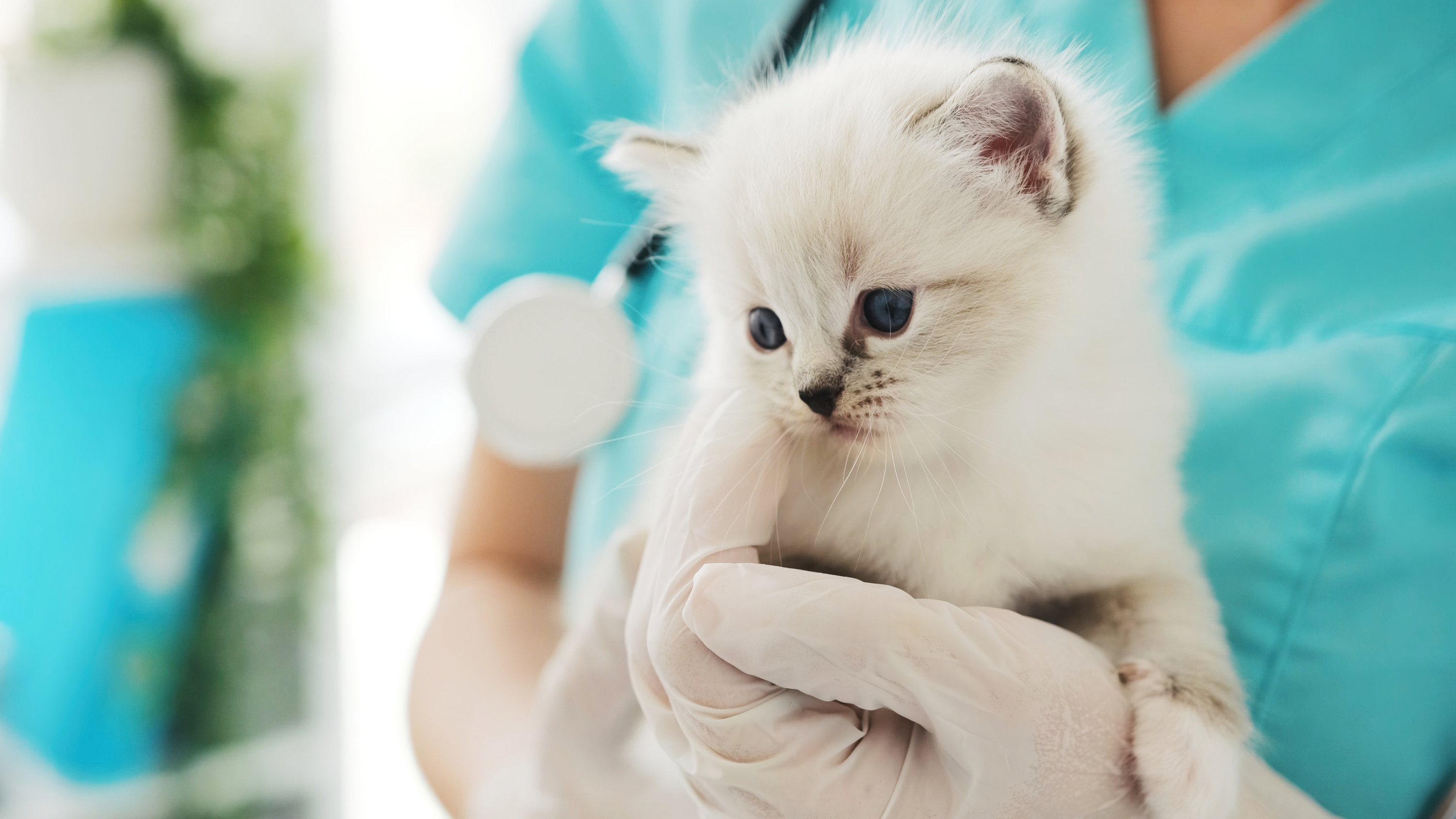 Territoire de Belfort : une trentaine d'animaux maltraités et des chatons retrouvés dans le congélateur d'une maison