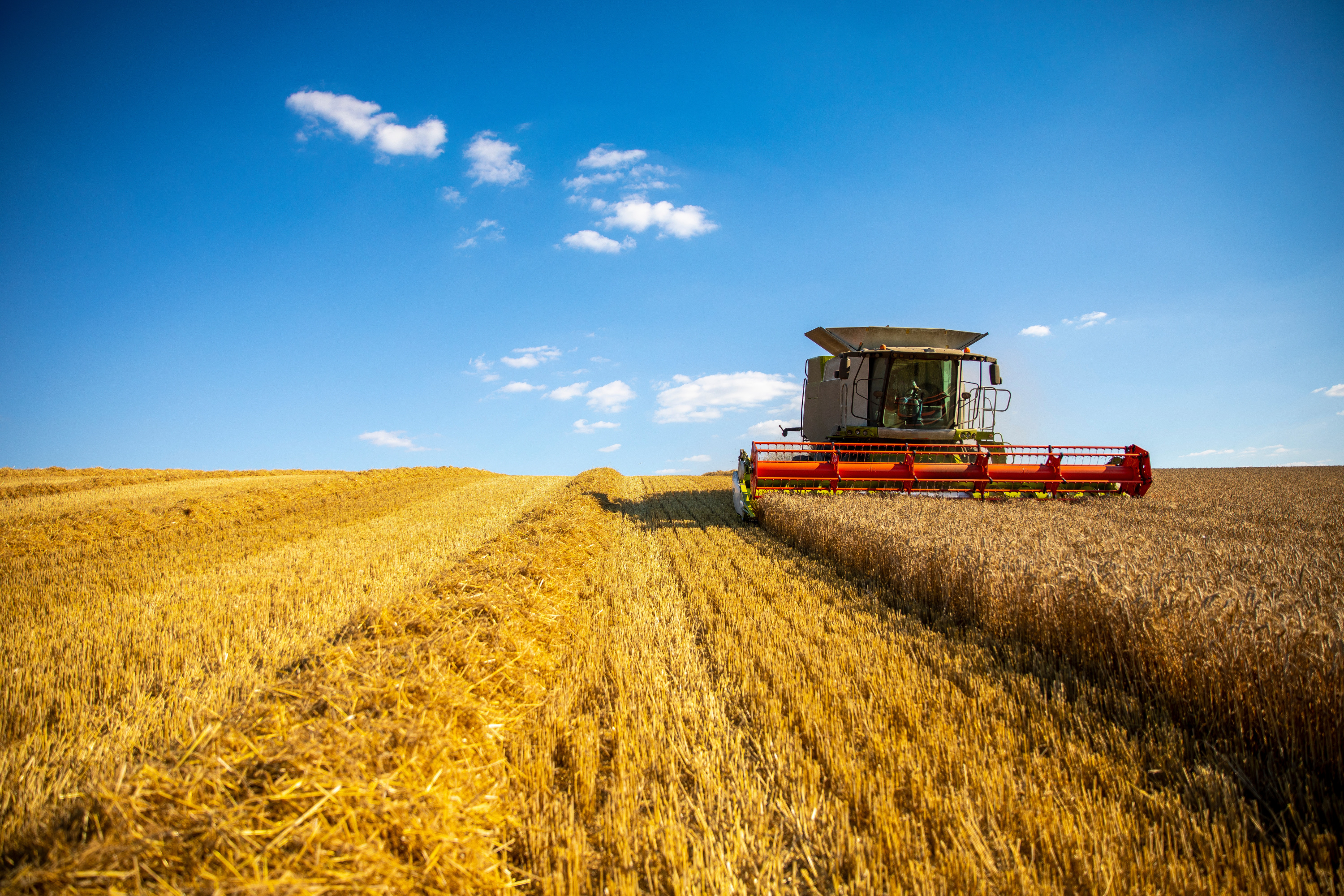 Les prix mondiaux des céréales rechutent malgré la mauvaise moisson française