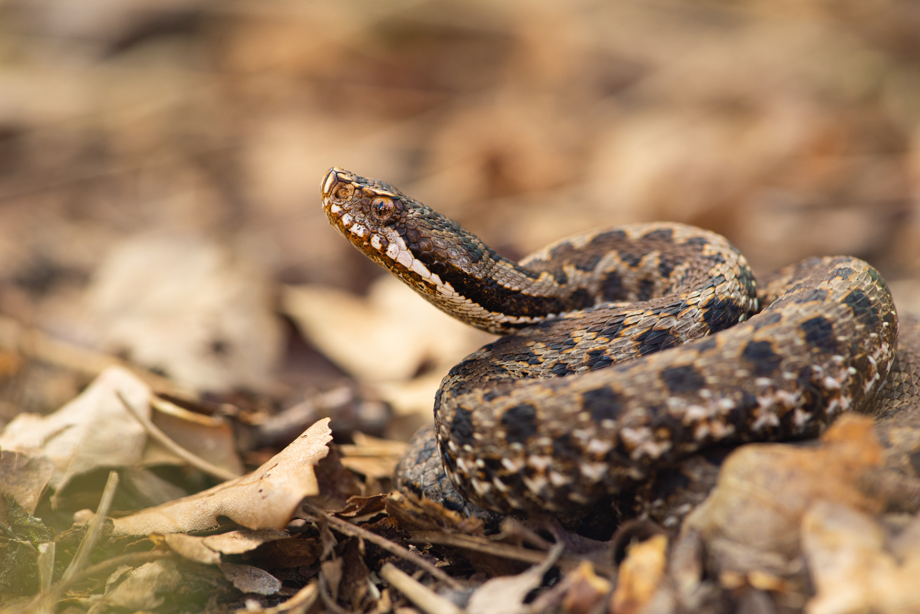 Pyrénées-Atlantiques : mordu par un serpent venimeux en pleine sieste, un père de famille hospitalisé