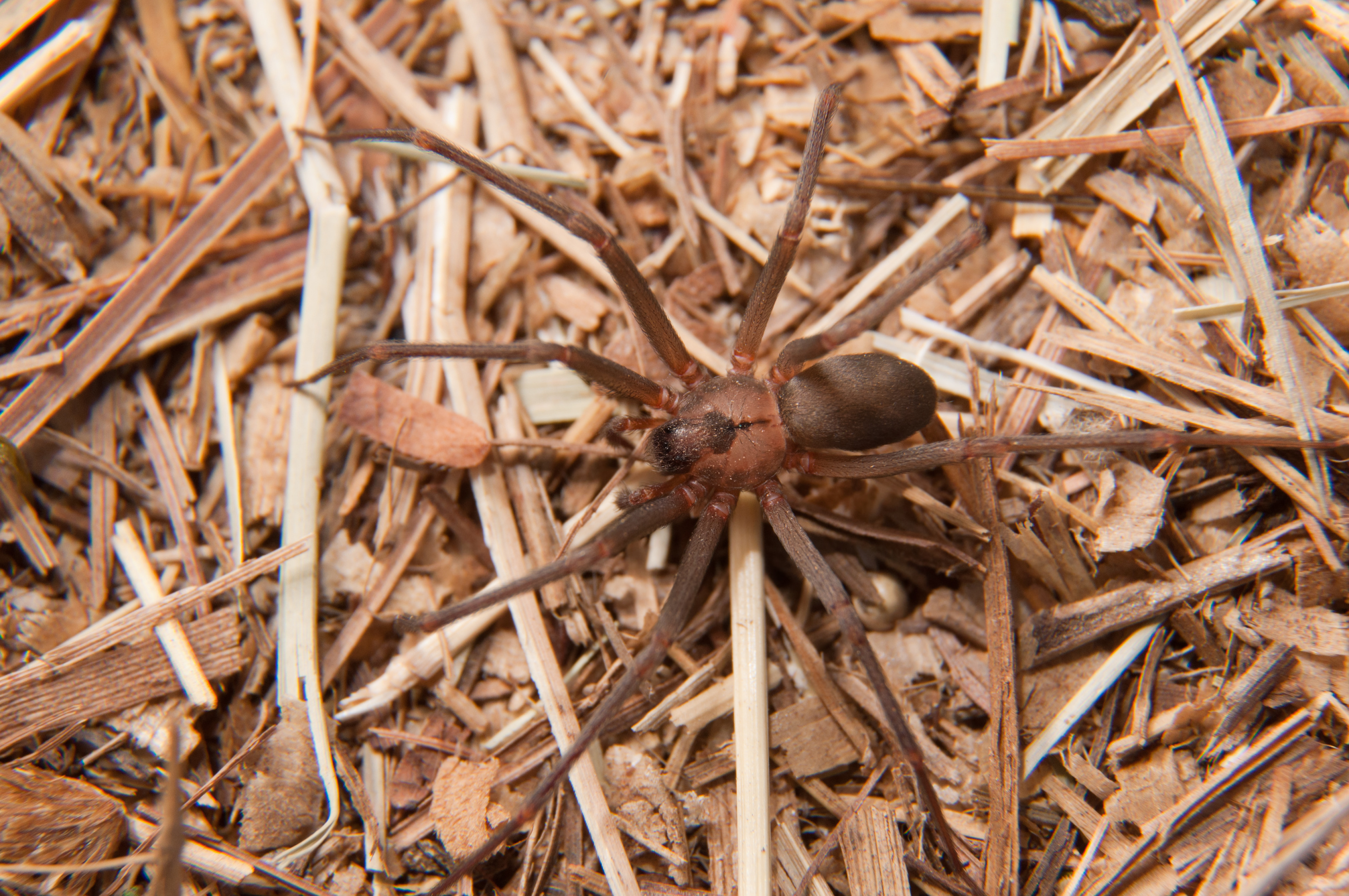 Un jeune Italien meurt à la suite d’une morsure d'une araignée violoniste