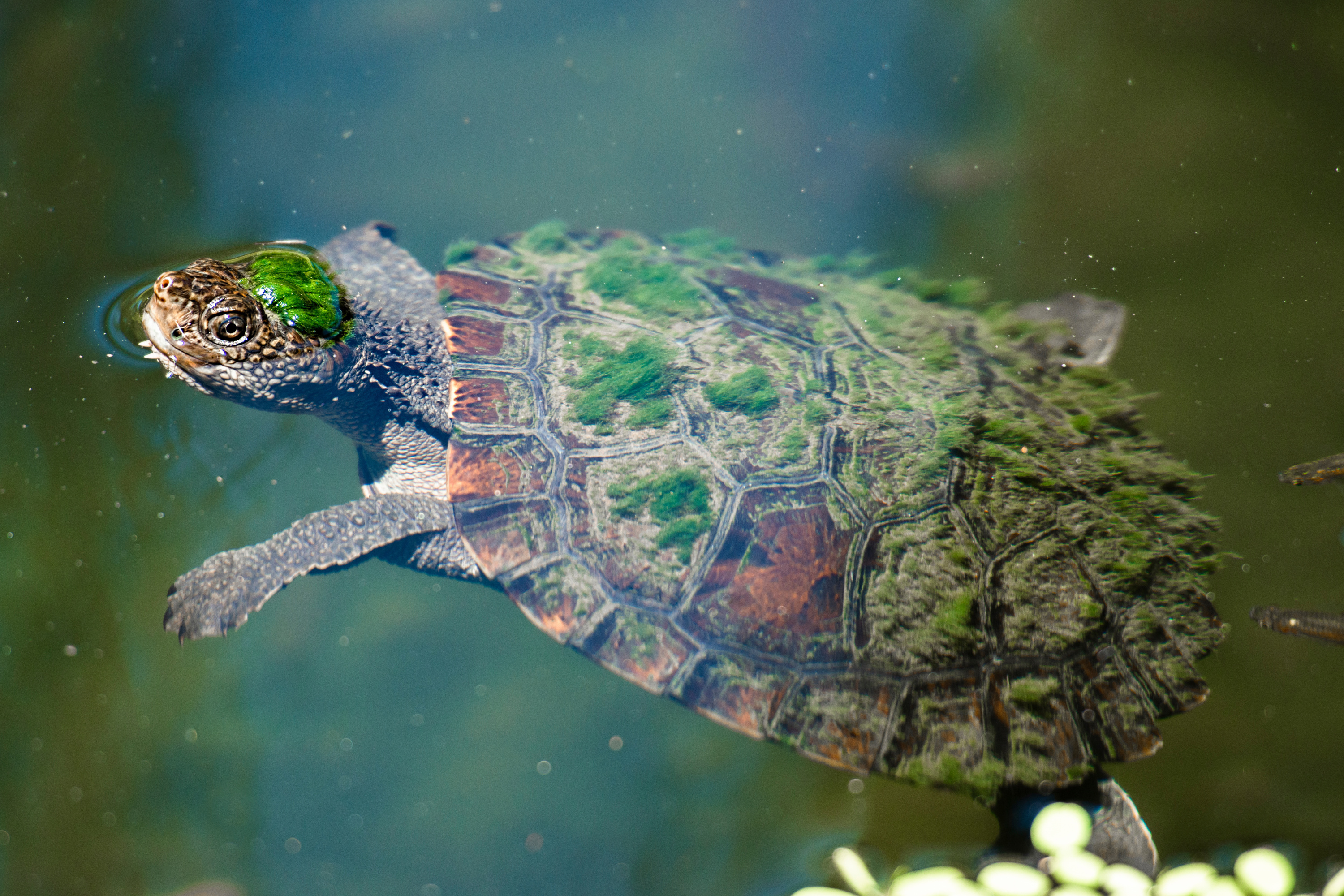 La tortue de la Mary River, un reptile punk aux particularités physiques étonnantes