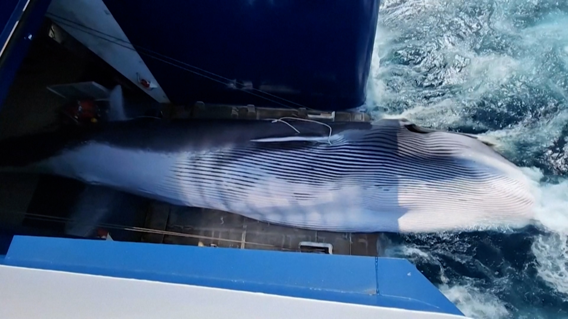 «Délicieuse, sans odeur» : le Japon tue un rorqual commun et commercialise sa viande, une première en un demi-siècle