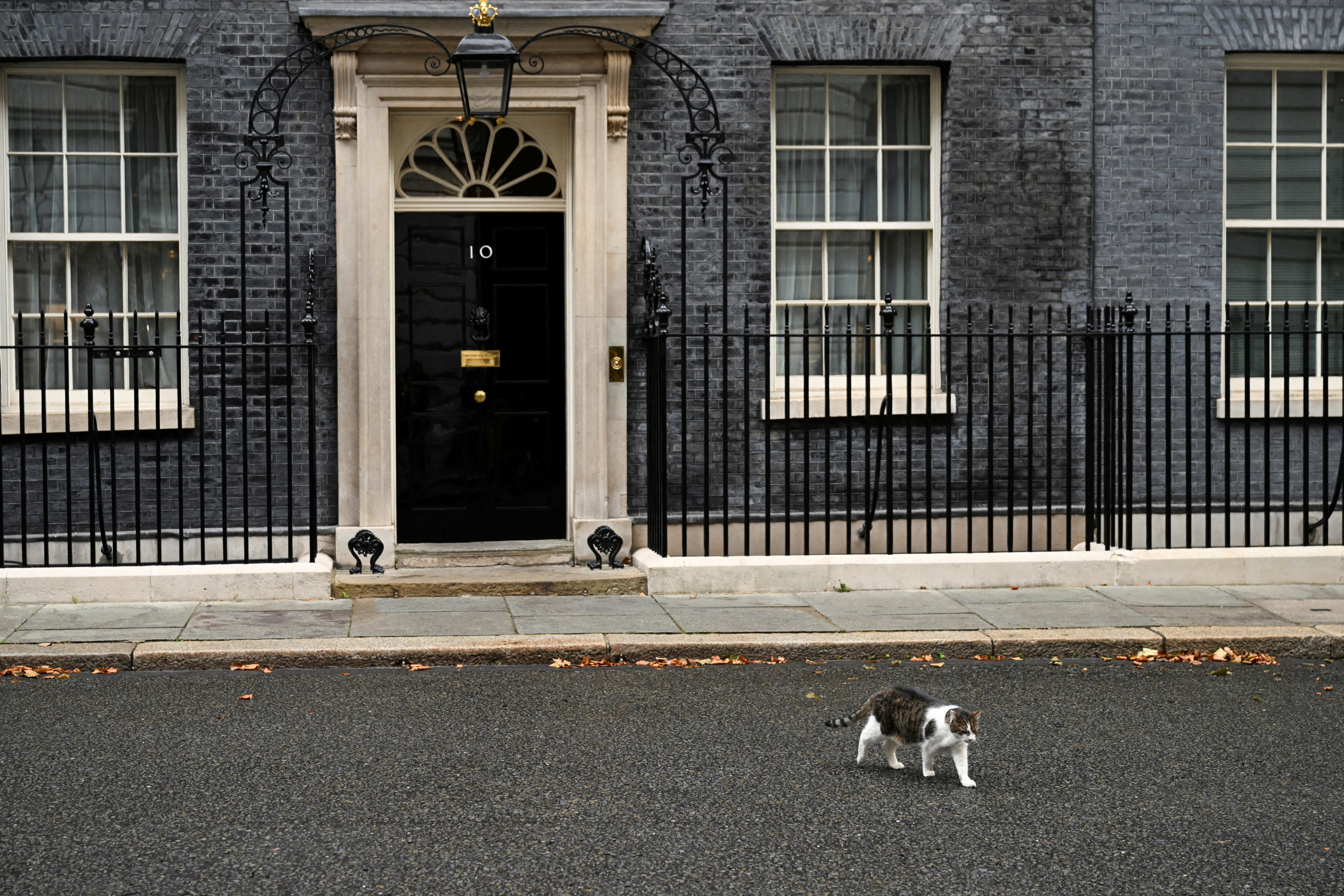 Larry, le chat de Downing Street, est un «petit c*n», déclare, éconduit, le ministre britannique chargé de l’Écosse