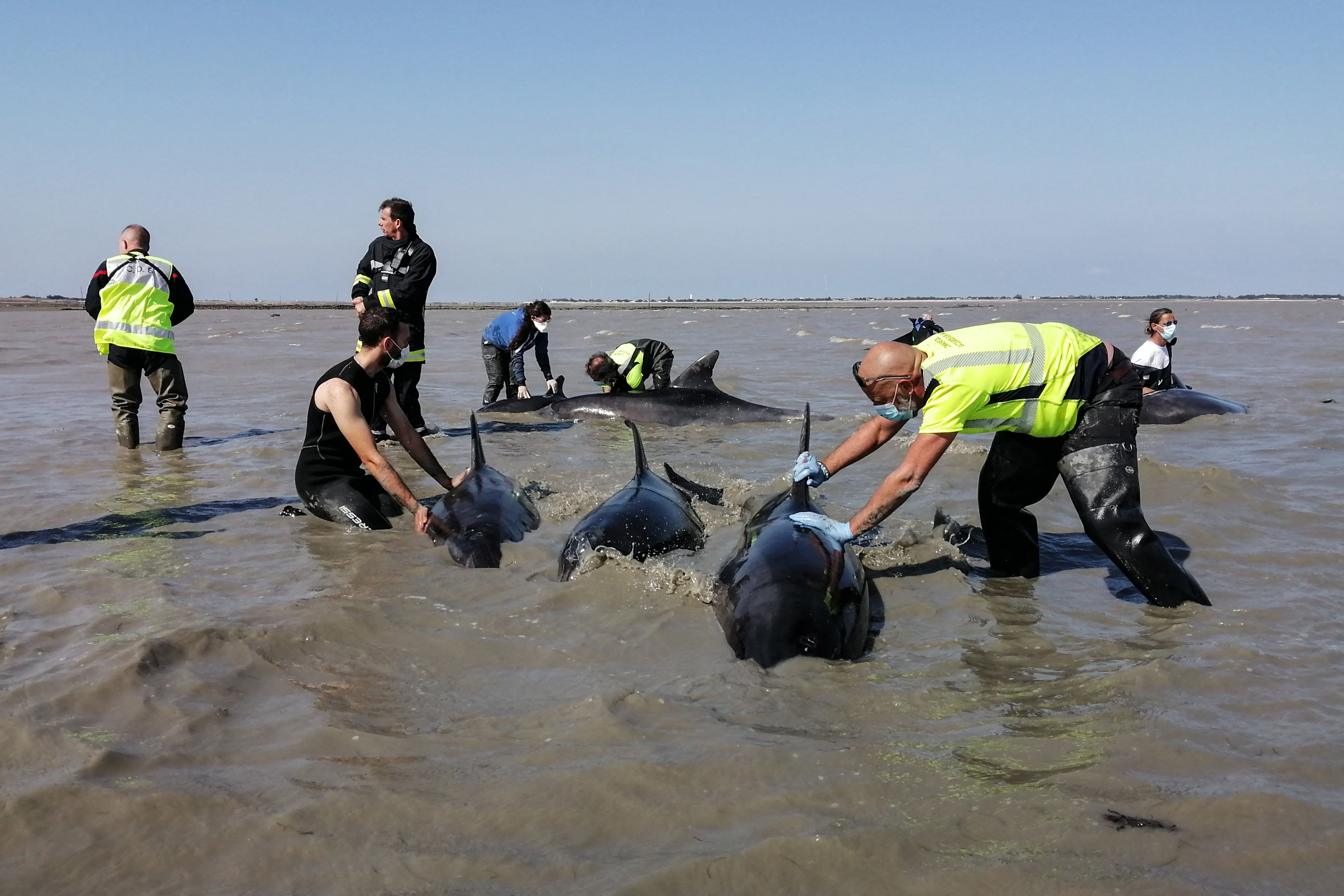 île de Ré : une vaste opération est menée pour sauver un groupe de dauphins échoués