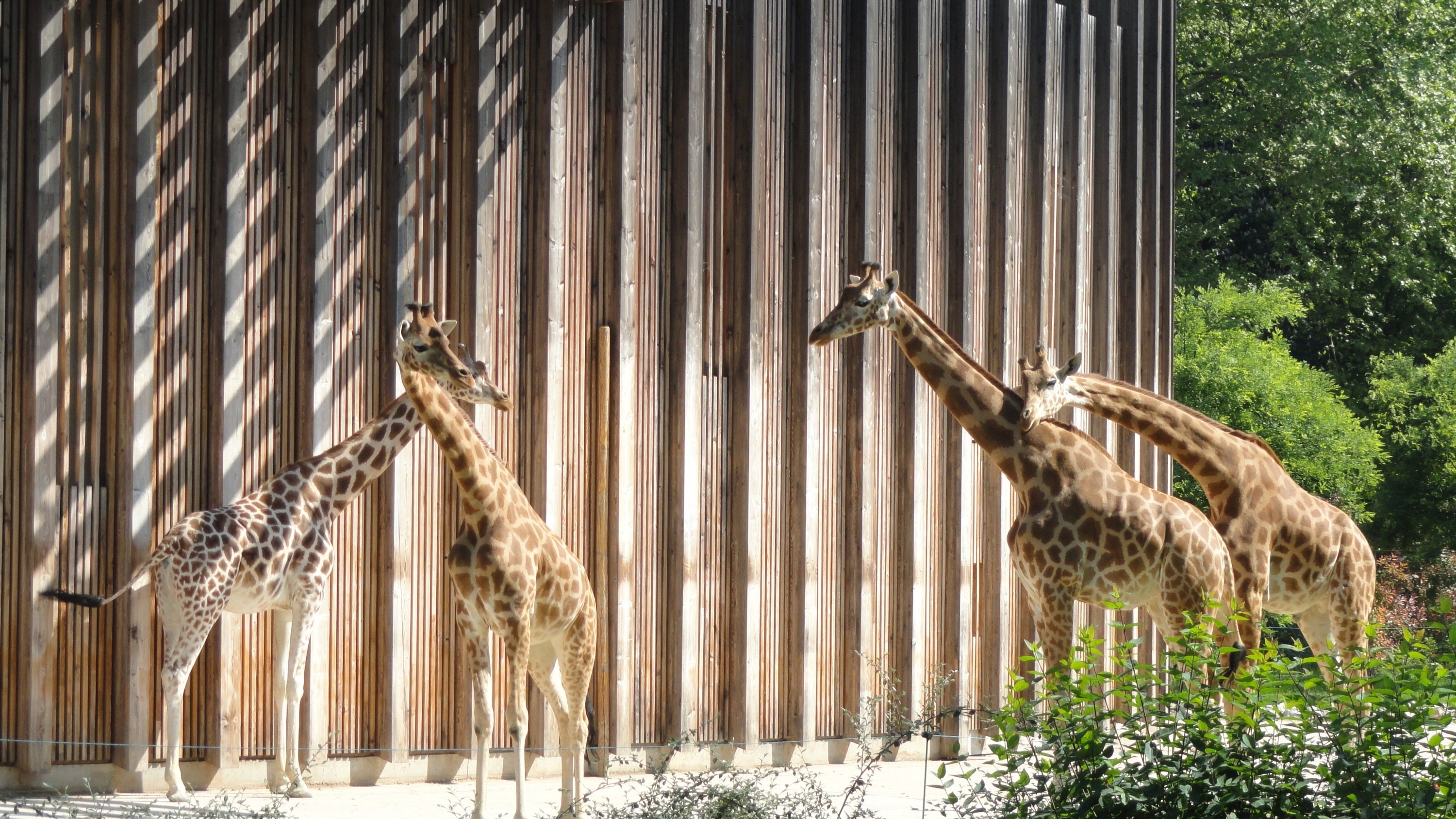 À Lyon, une pétition pour demander la fermeture définitive du zoo de la Tête d’Or