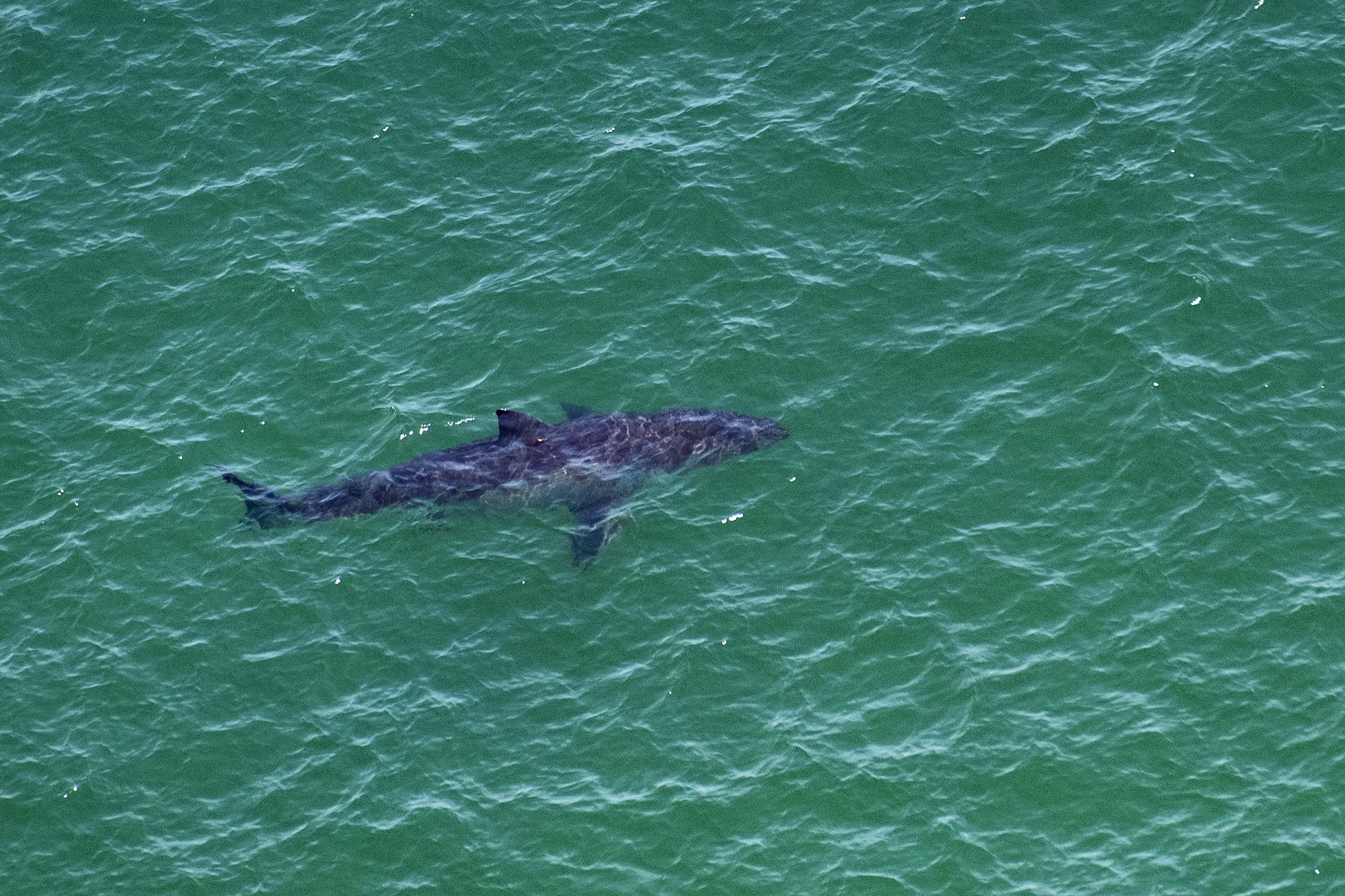 Îles Canaries : une touriste allemande meurt dans une attaque de requin