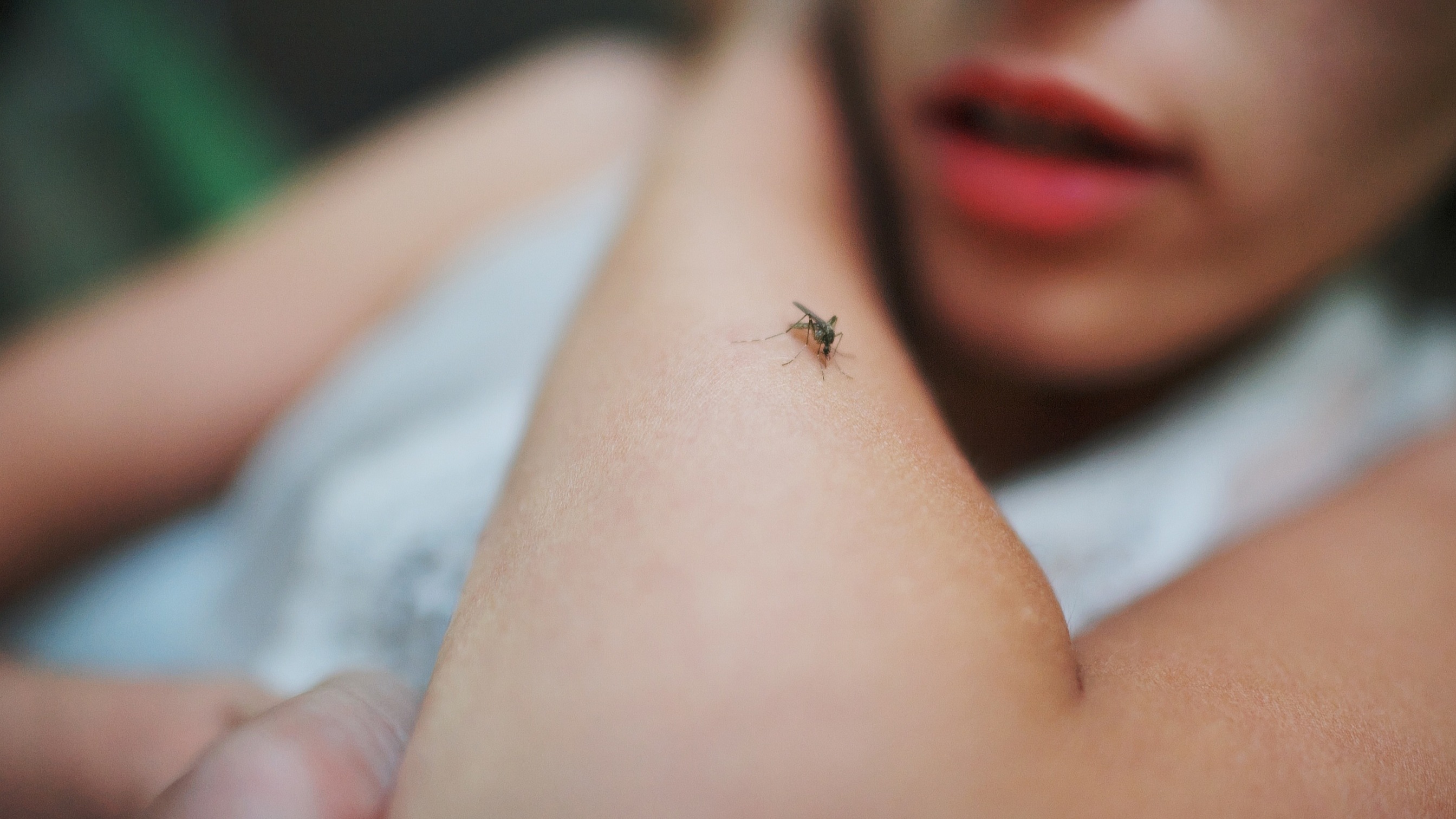 Trois cas de dengue autochtone détectés dans une commune des Alpes-Maritimes