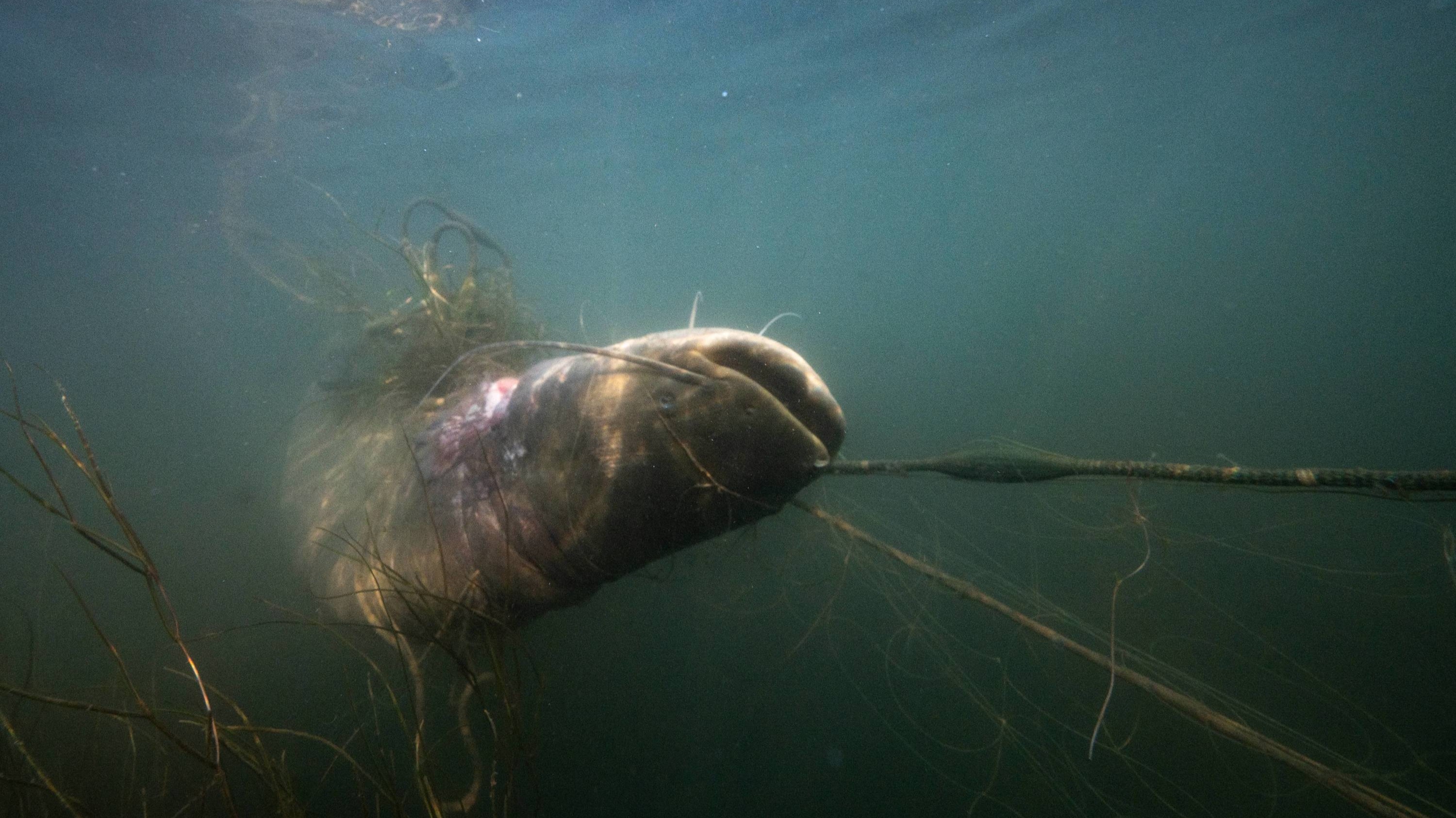 Pêche : considéré comme un nuisible, le silure est dans le viseur des autorités en Gironde