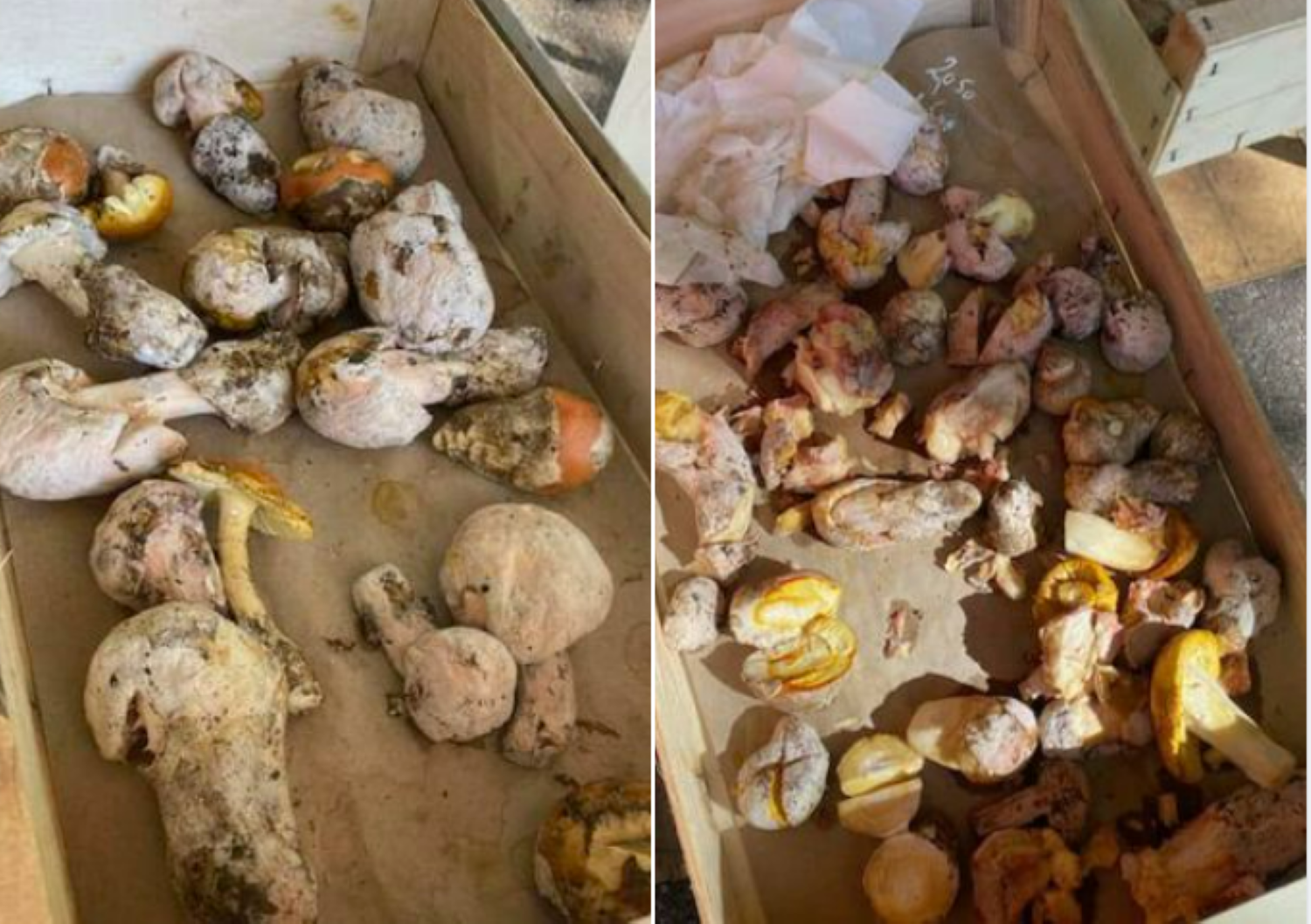 Alpes-Maritimes : des champignons vénéneux auraient été vendus «par erreur» sur un marché de Vence