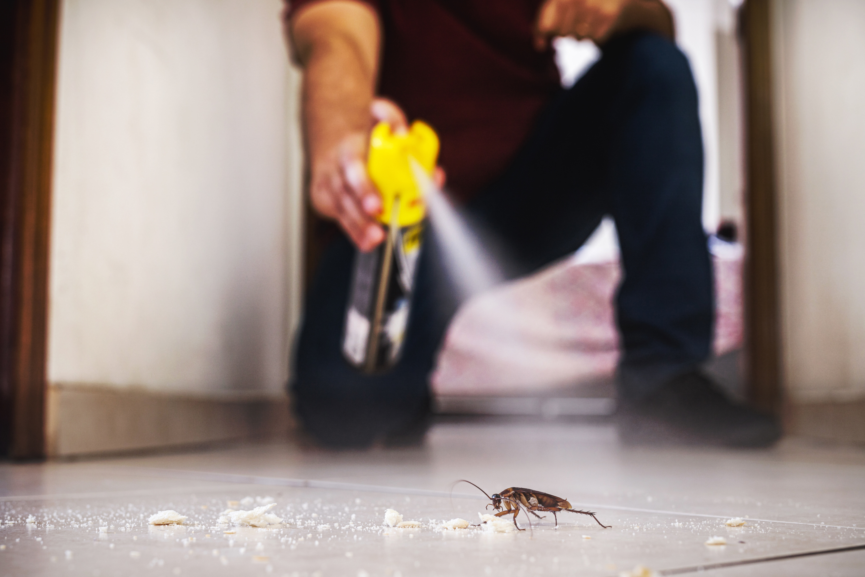 Punaises de lit : la DGCCRF alerte les consommateurs sur un insecticide interdit en France