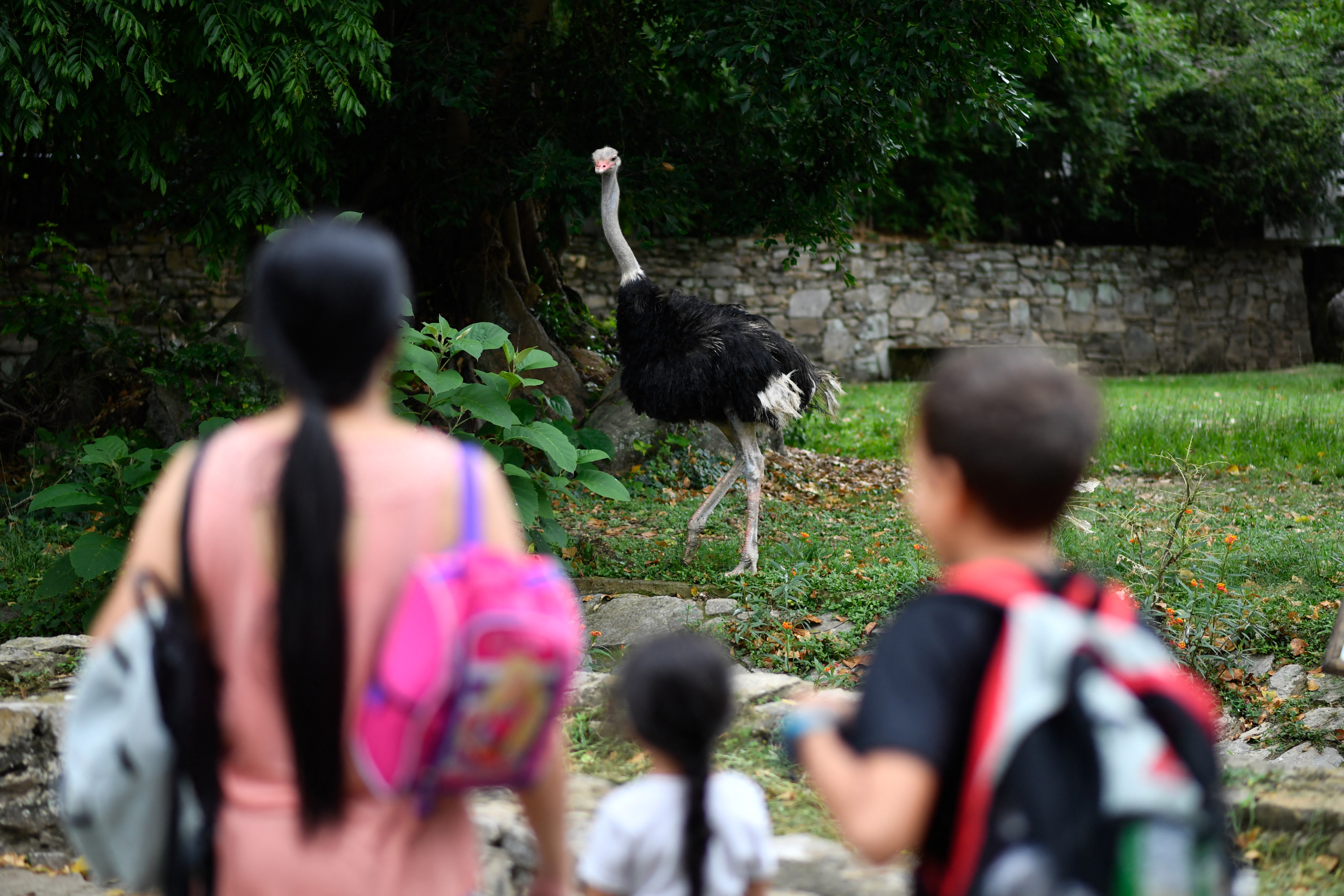 Coursée par une autruche, une famille porte plainte contre le zoo de Bordeaux-Pessac