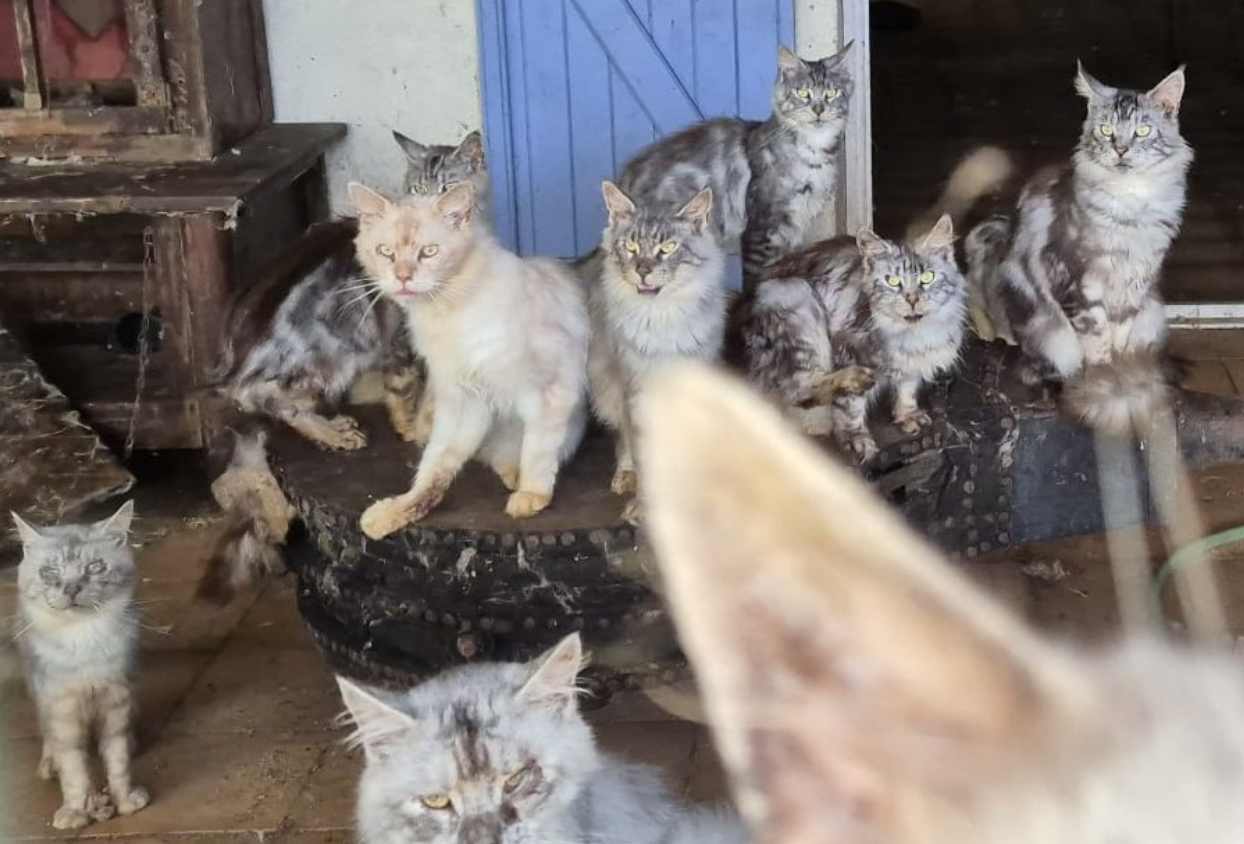 16 chats en piteux état retrouvés dans une «maison de l’horreur» en Gironde