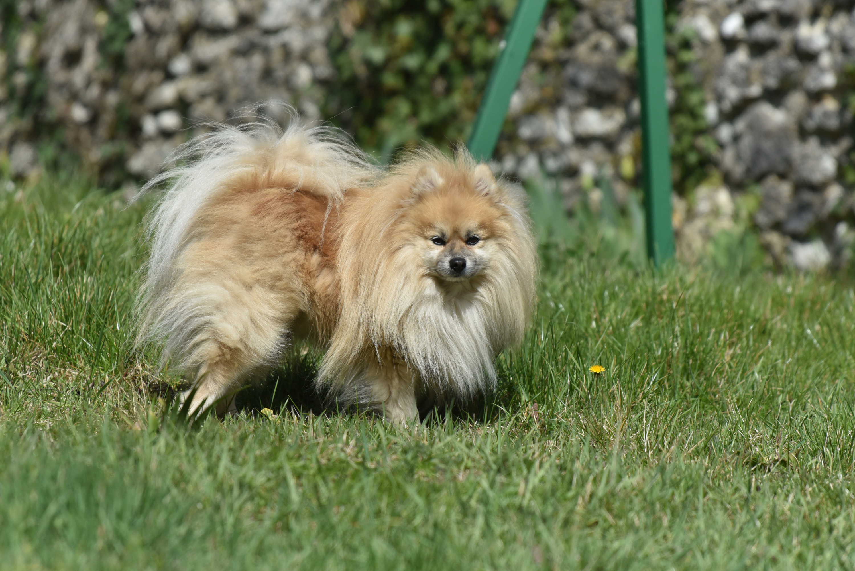 Canada: record du monde décroché pour un homme promenant 38 chiens en même temps