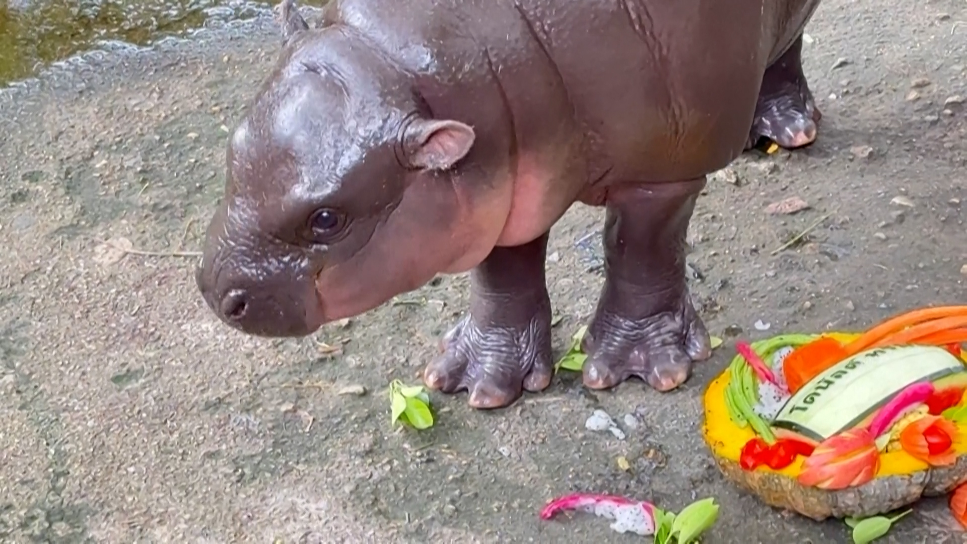 Présidentielle américaine : un bébé hippopotame, star des réseaux sociaux, prédit le résultat