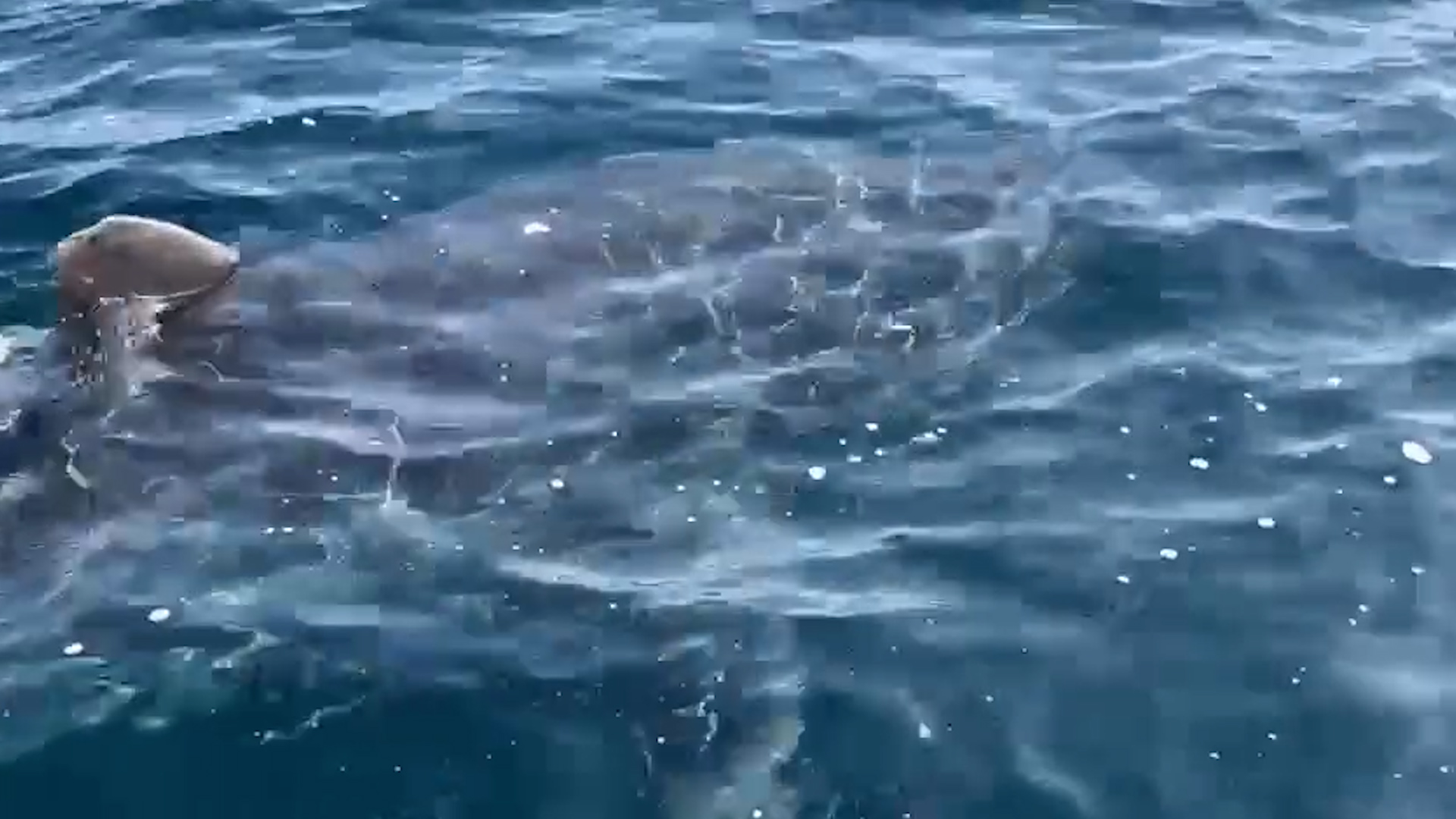 Les images rares d’un grand requin blanc observé au large des côtes varoises