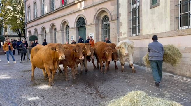 Colère des agriculteurs : les images de la transhumance urbaine organisée en plein centre de Rodez par des éleveurs