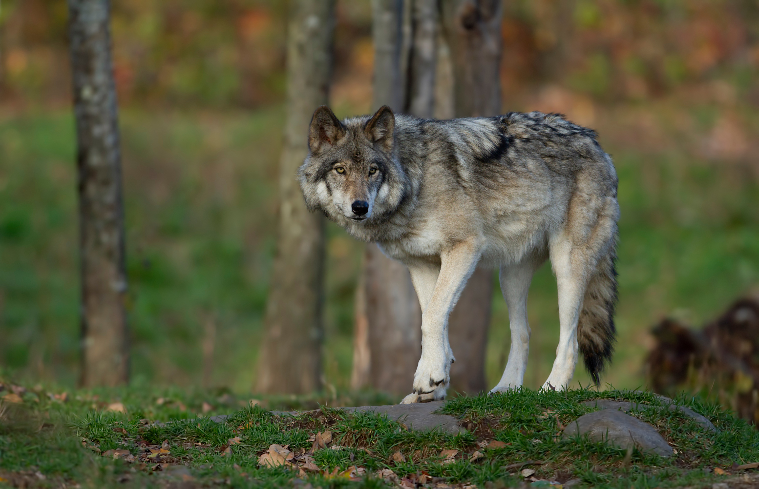 «C’est inquiétant pour les enfants» : dans le Var, une attaque de loup se produit à proximité d’un collège