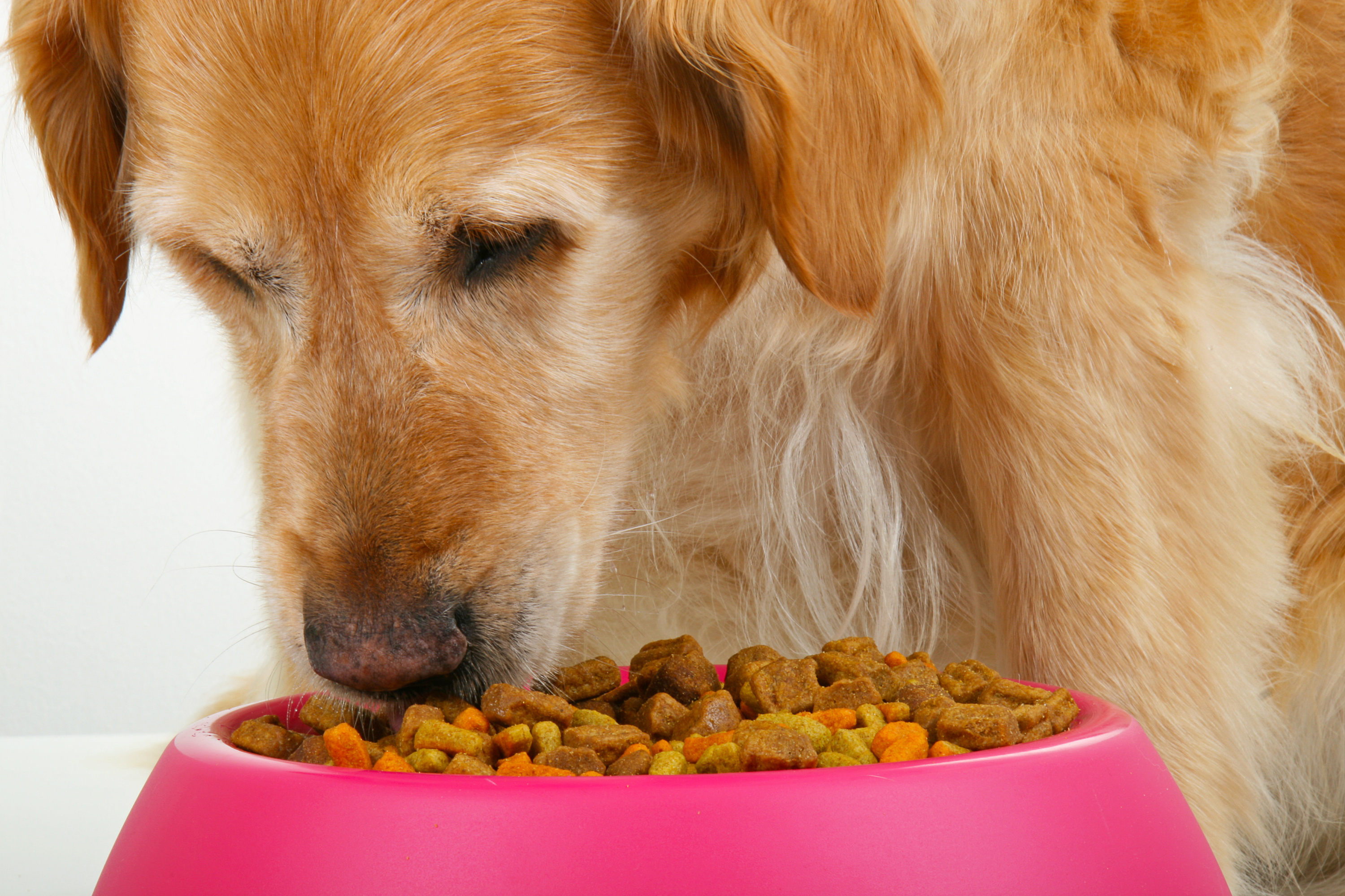 Rappel massif de plusieurs références de croquettes pour chats et chiens en raison d’une contamination aux salmonelles