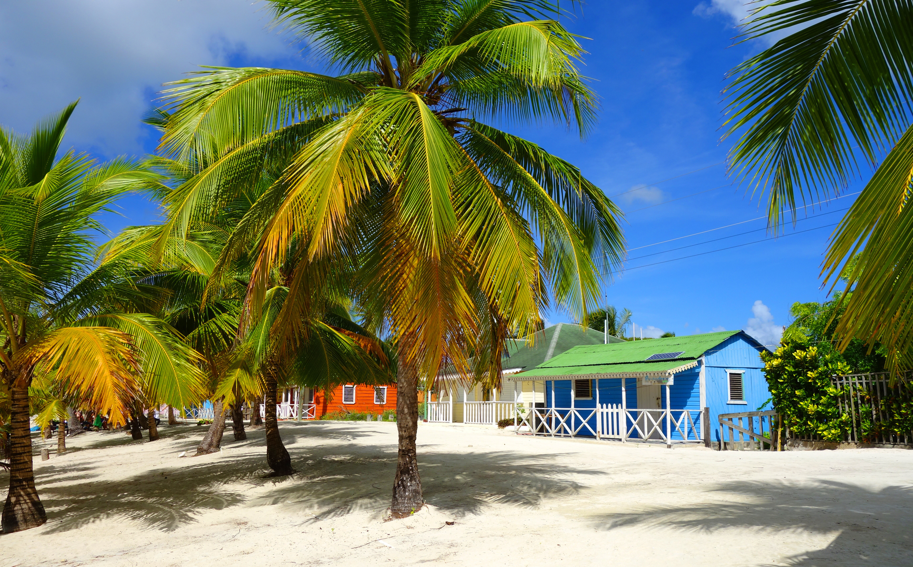 «Il restera le sable et l’eau chaude» : pourquoi les cocotiers de Guadeloupe risquent de disparaître du paysage