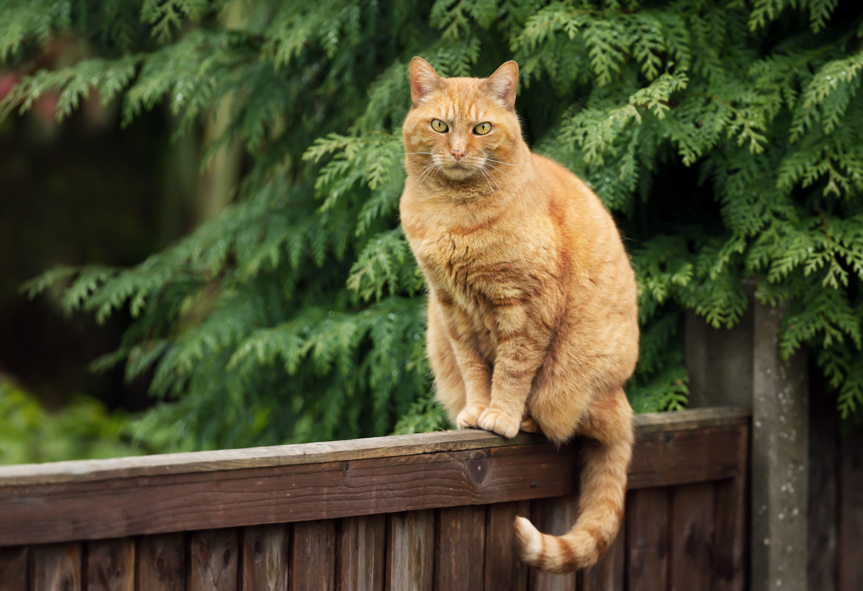 1250 euros d’amende pour une propriétaire dont le chat allait dans le jardin du voisin