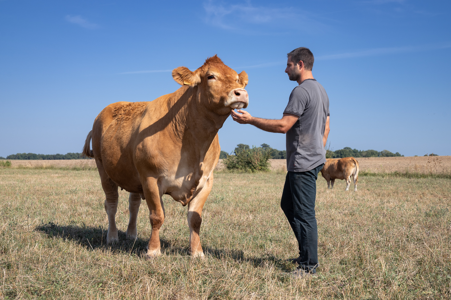 Limousine, habituée des concours… Qui est Oupette, égérie du Salon de l’agriculture 2025 ?